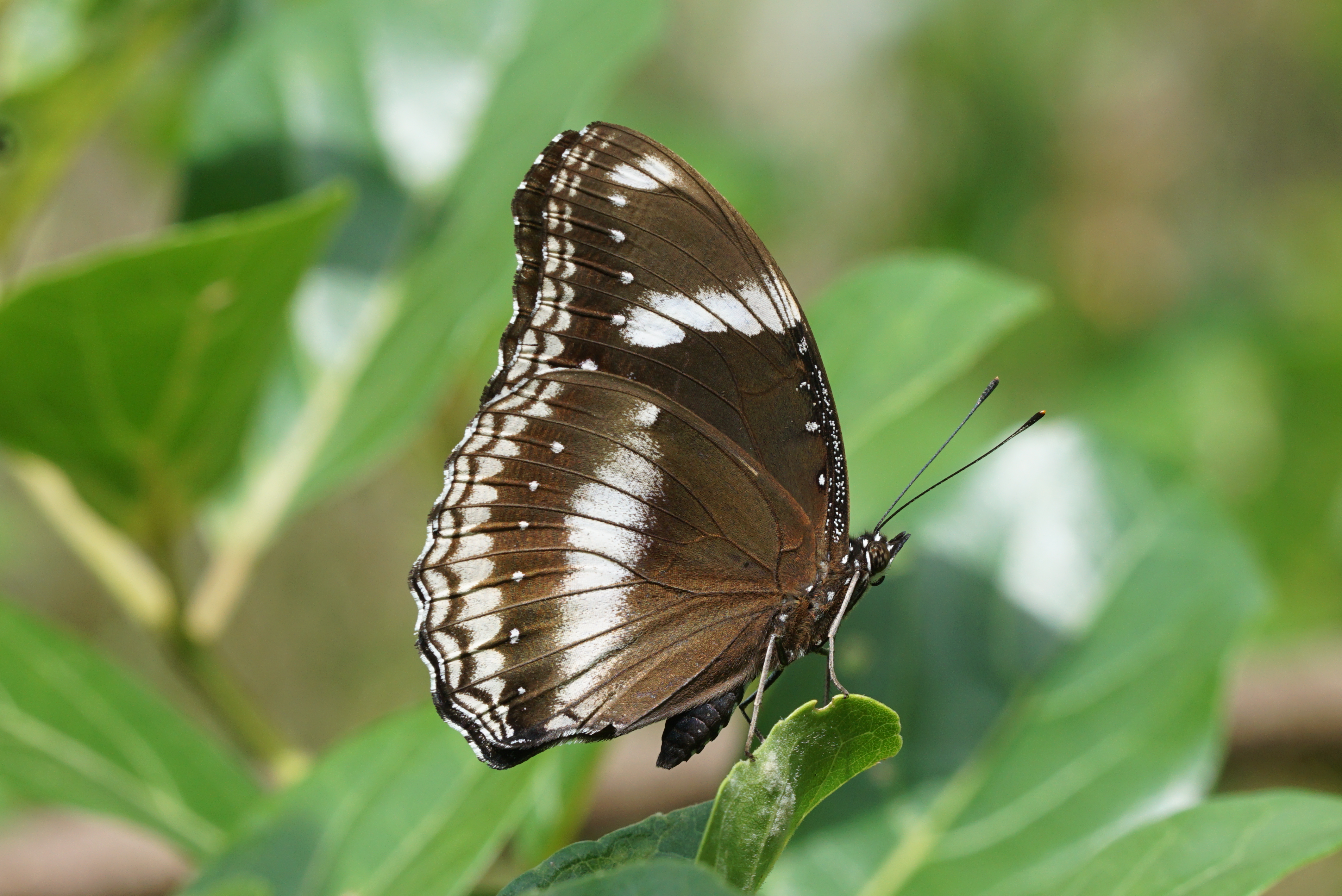 Hypolimnas bolina 07882