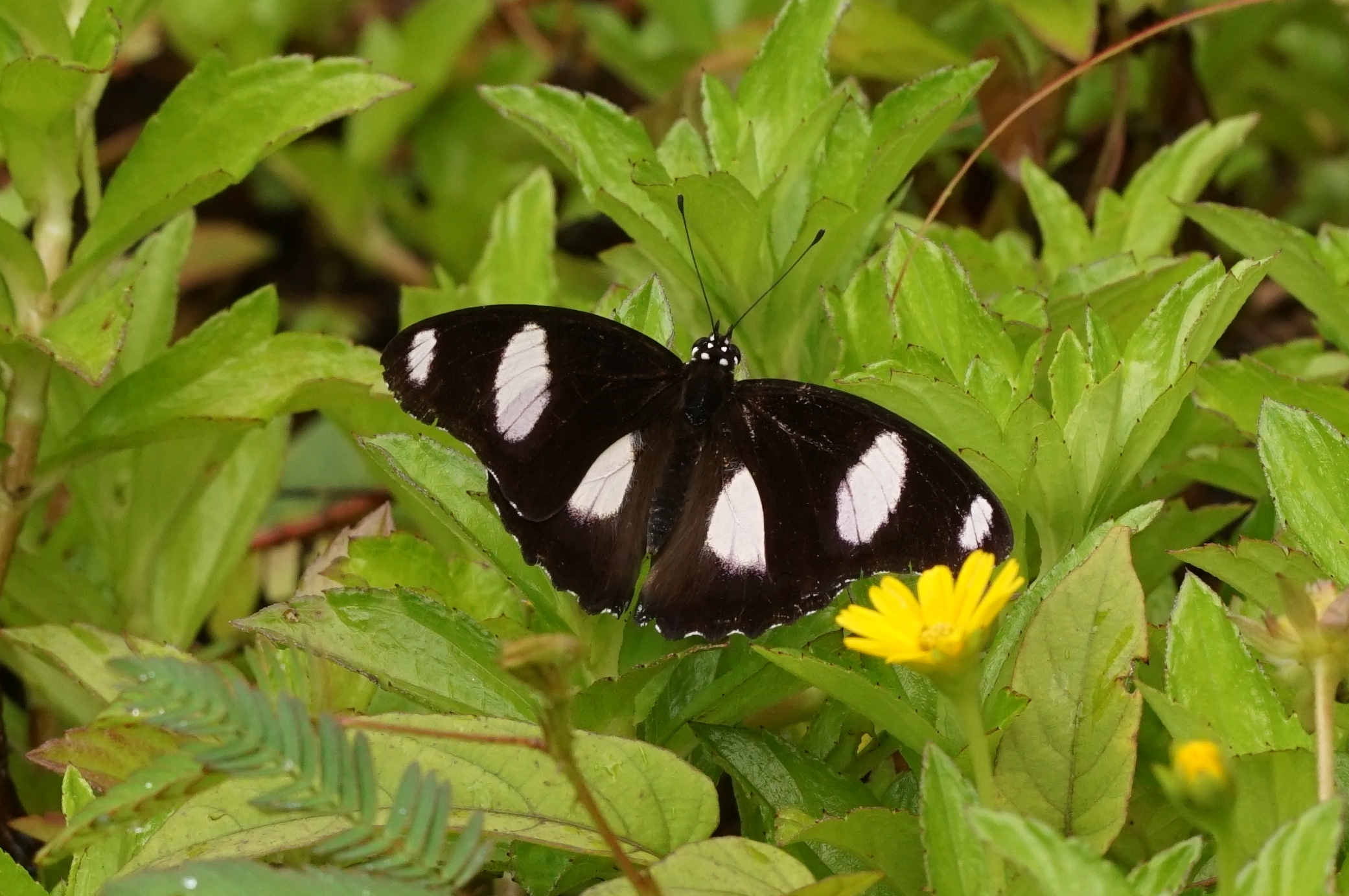 Hypolimnas misippus 07768
