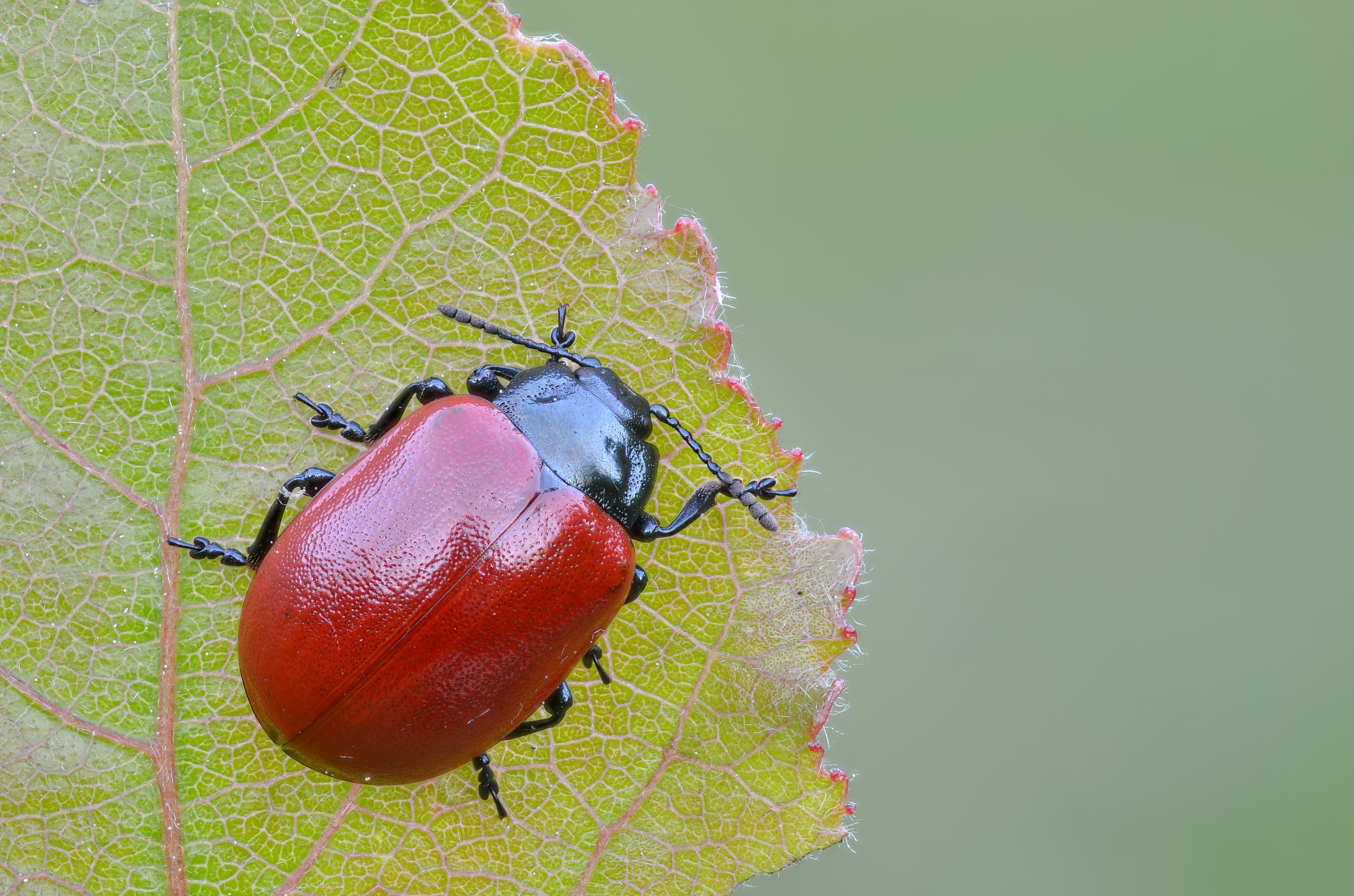 I am no ladybird ! (7298257728)