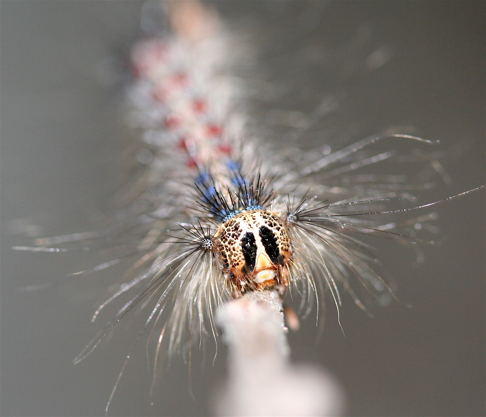 IC Caterpillar2