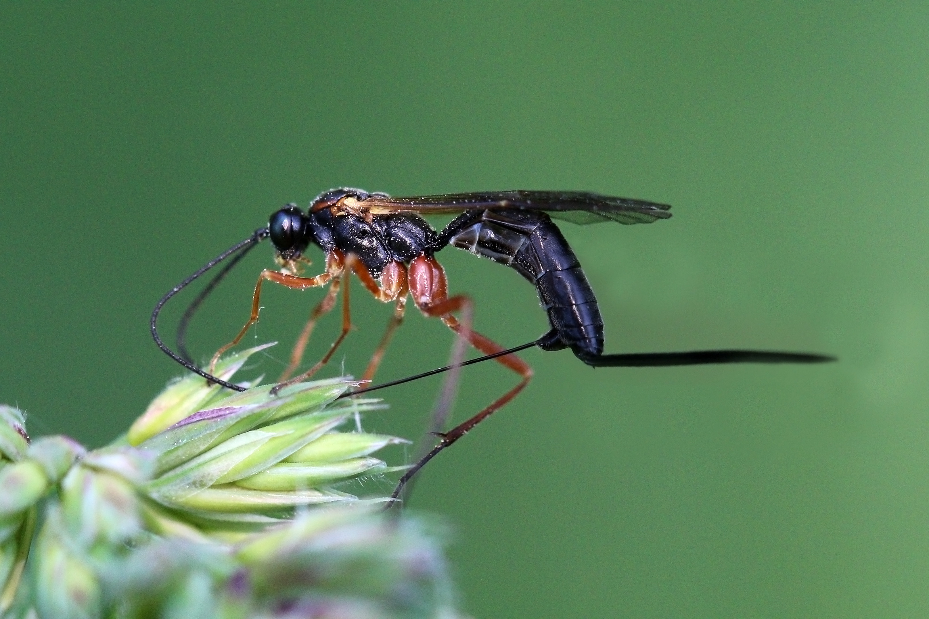 Ichneumon wasp (Echthrus reluctator) female
