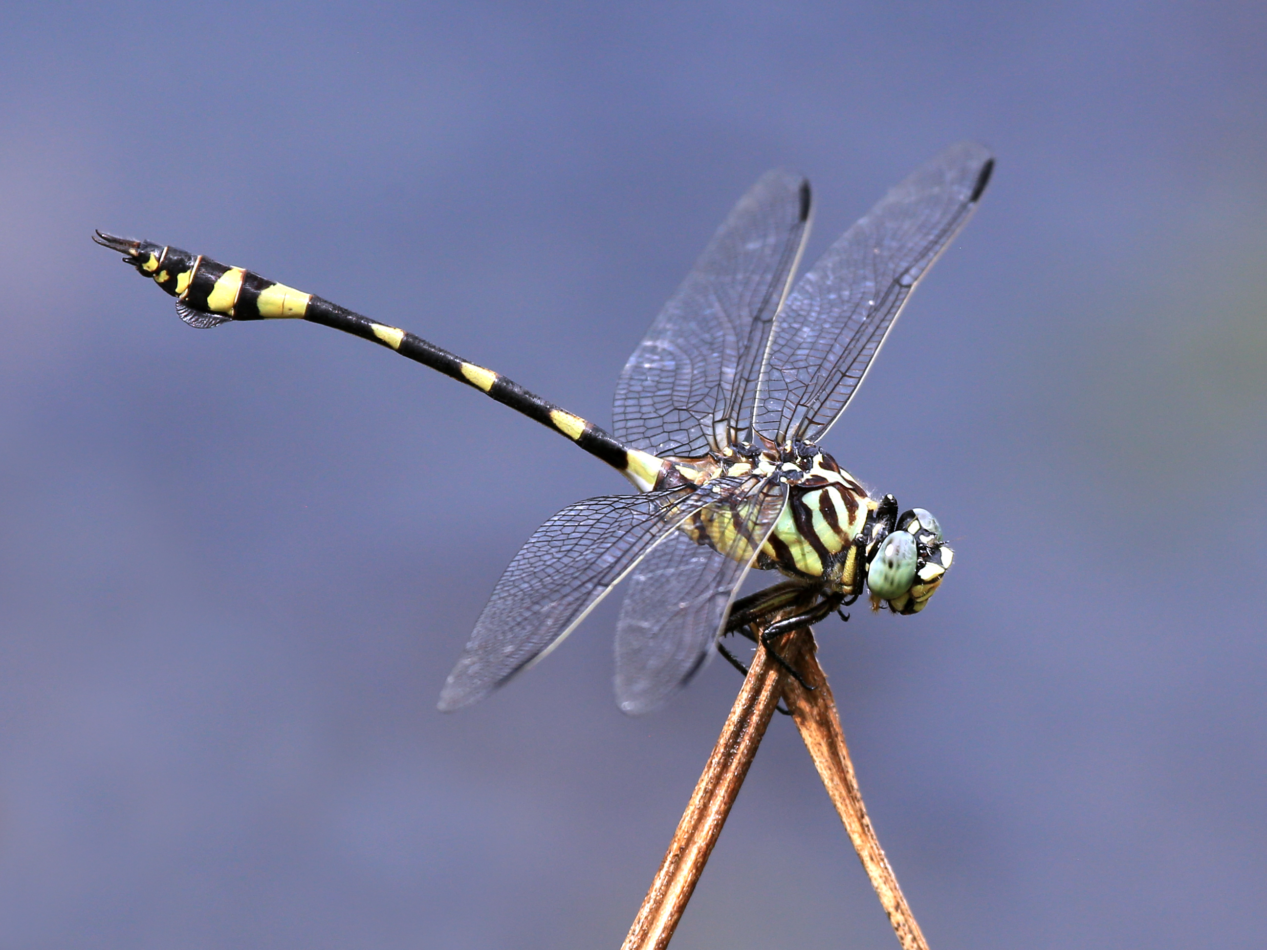 Ictinogomphus australis 4134