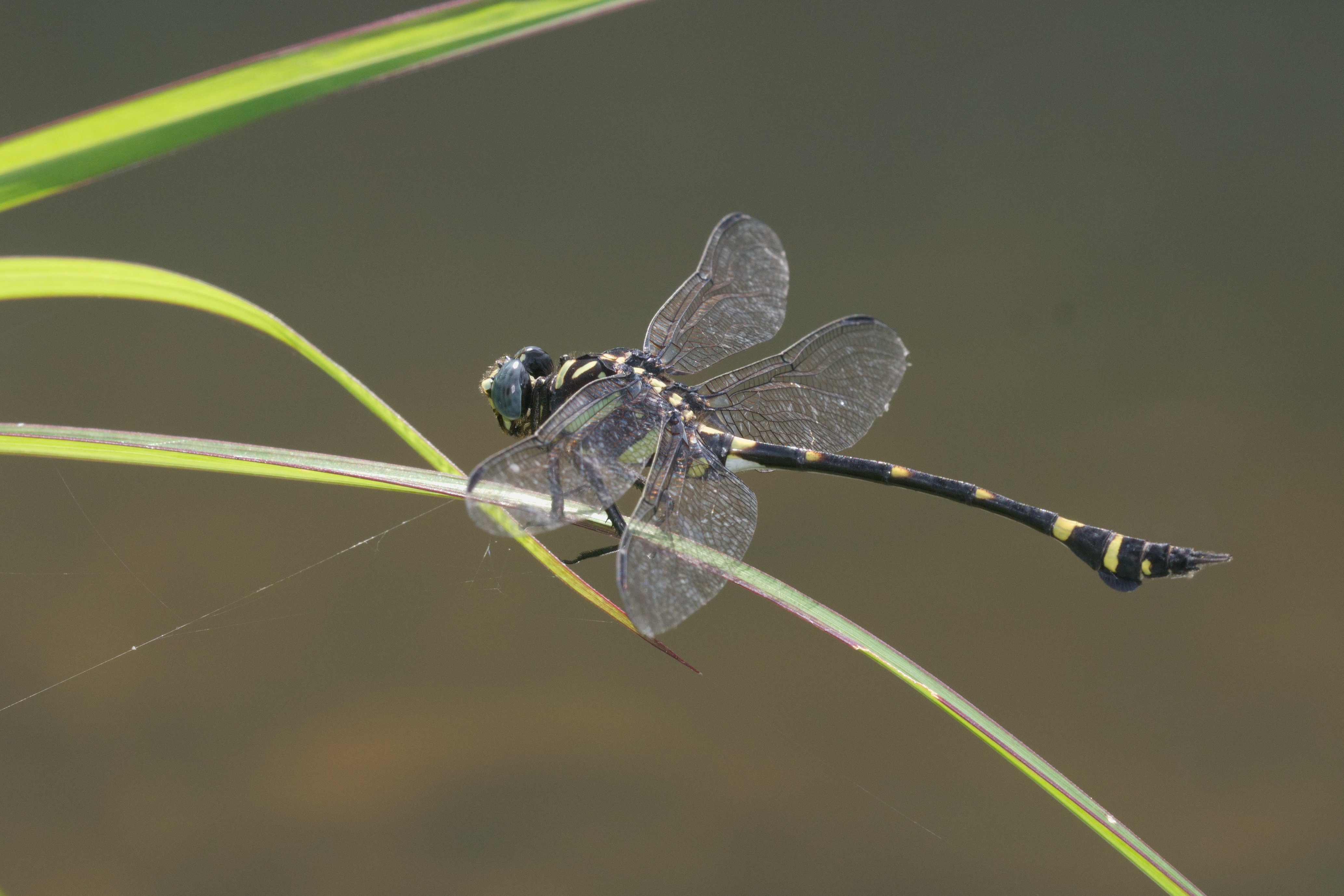 Ictinogomphus rapax-Kadavoor-2016-06-15-001