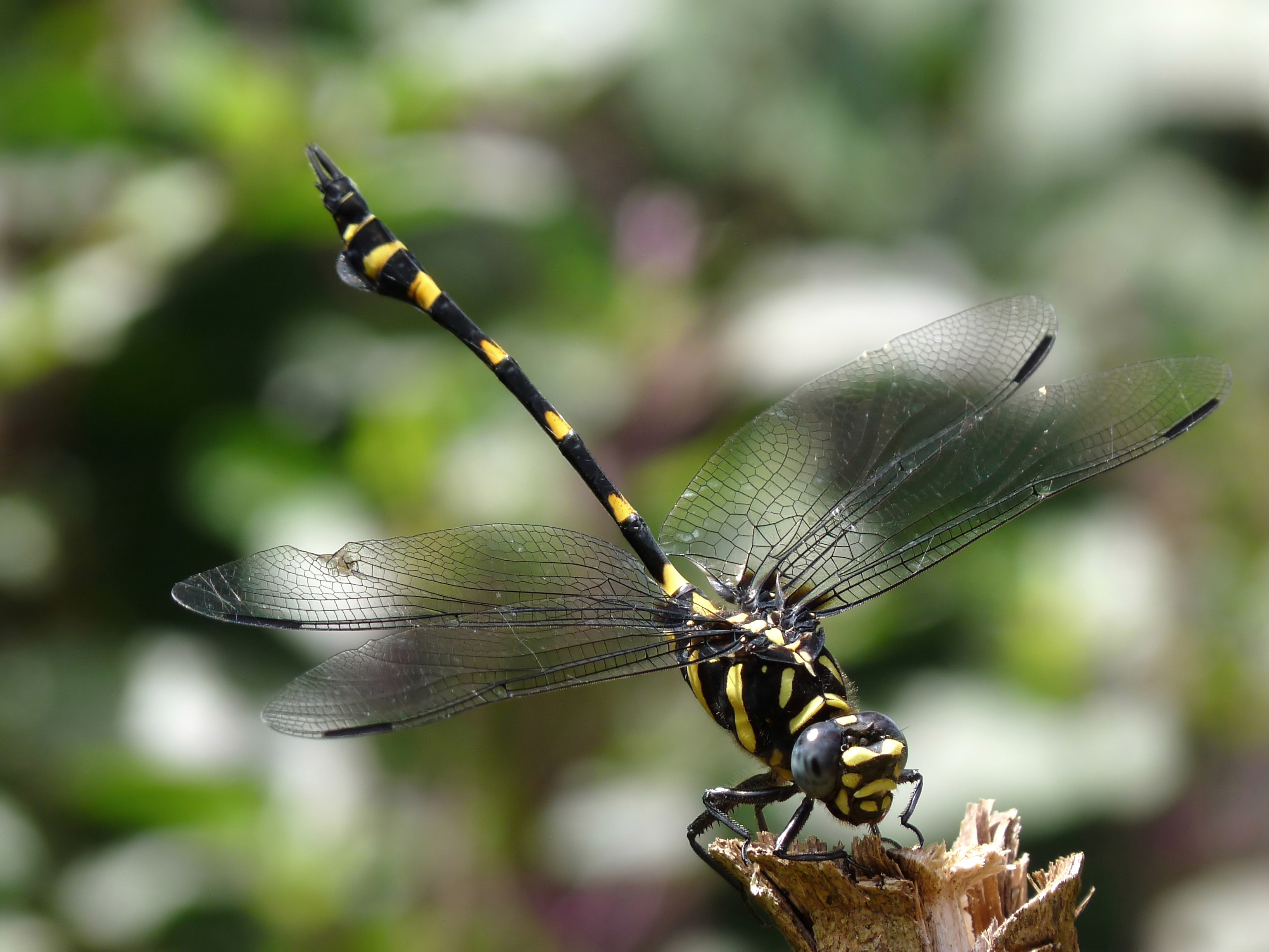 Ictinogomphus rapax at Kadavoor