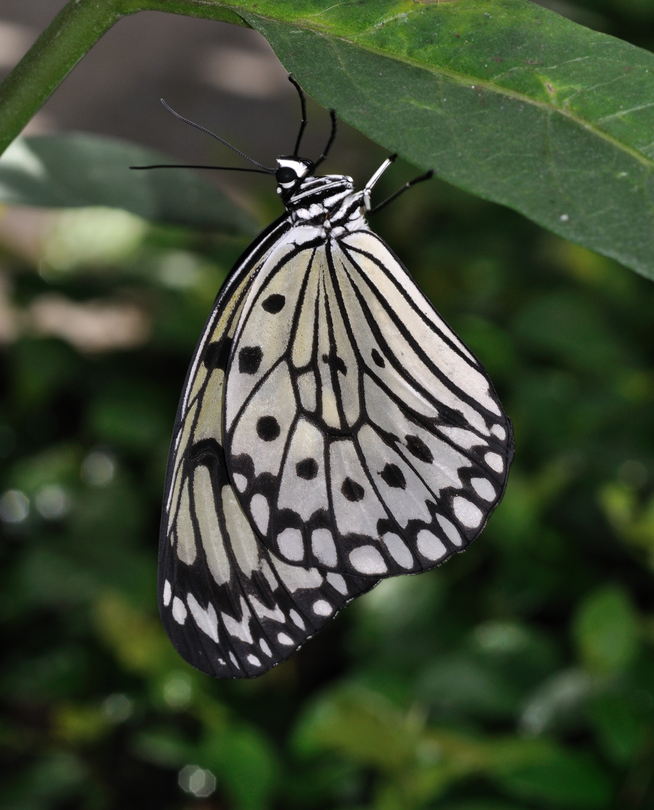 Idea leuconoe qtl2