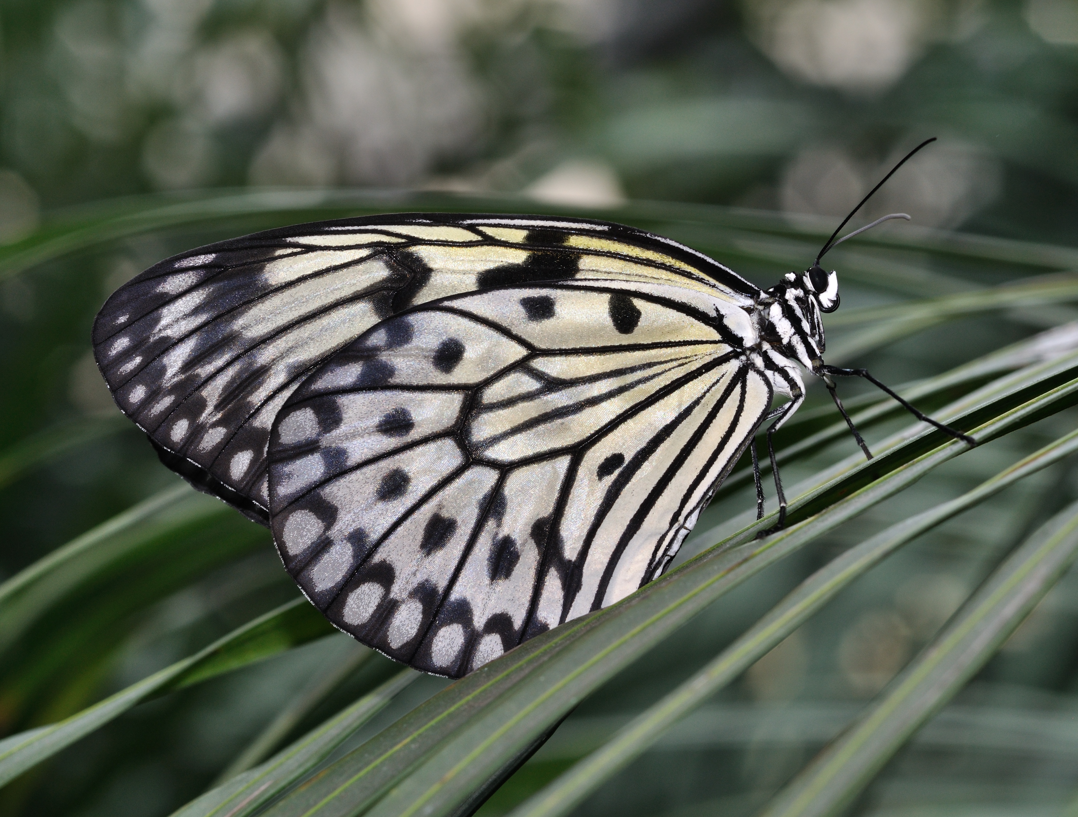 Idea leuconoe qtl3