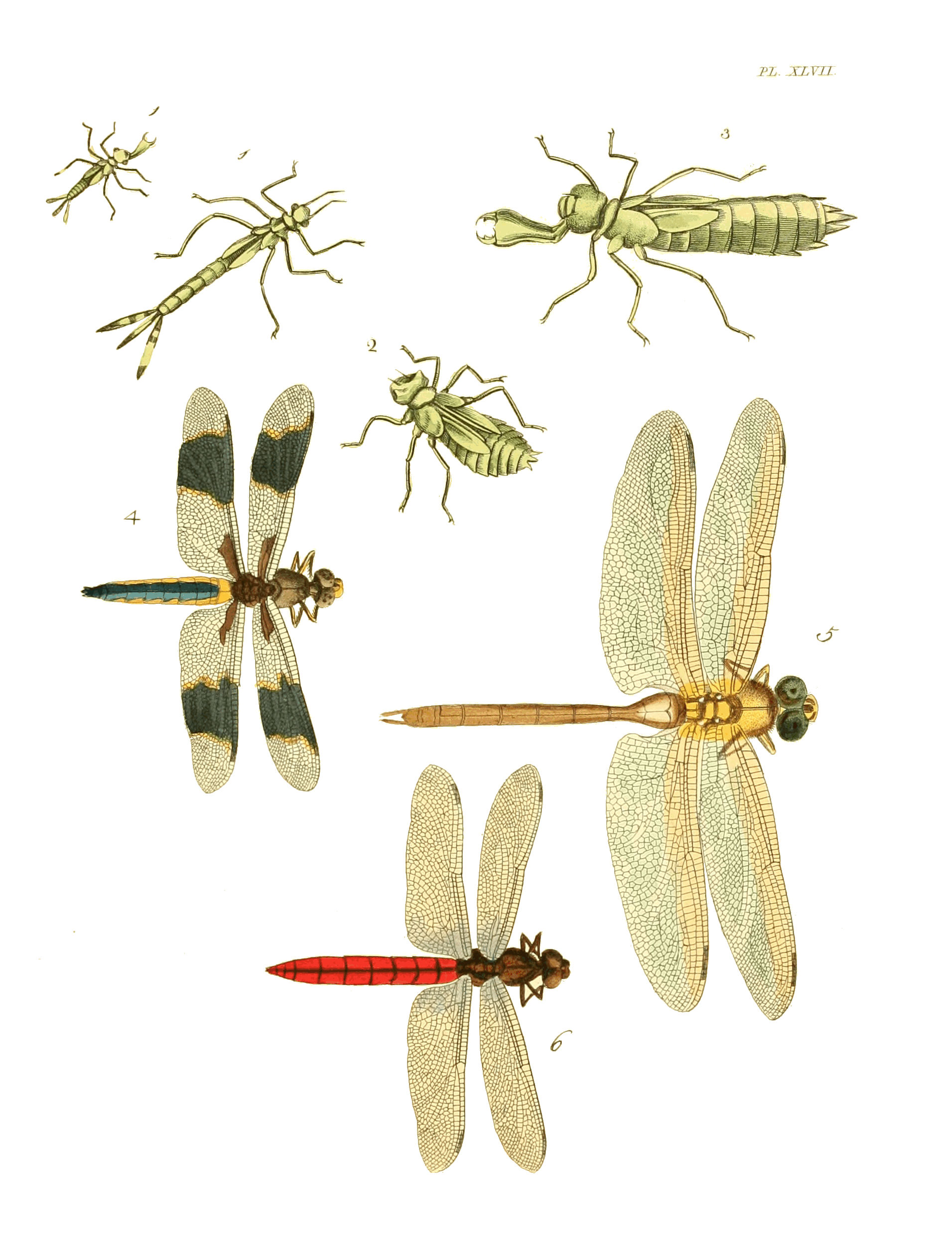 Illustrations of Exotic Entomology I 47