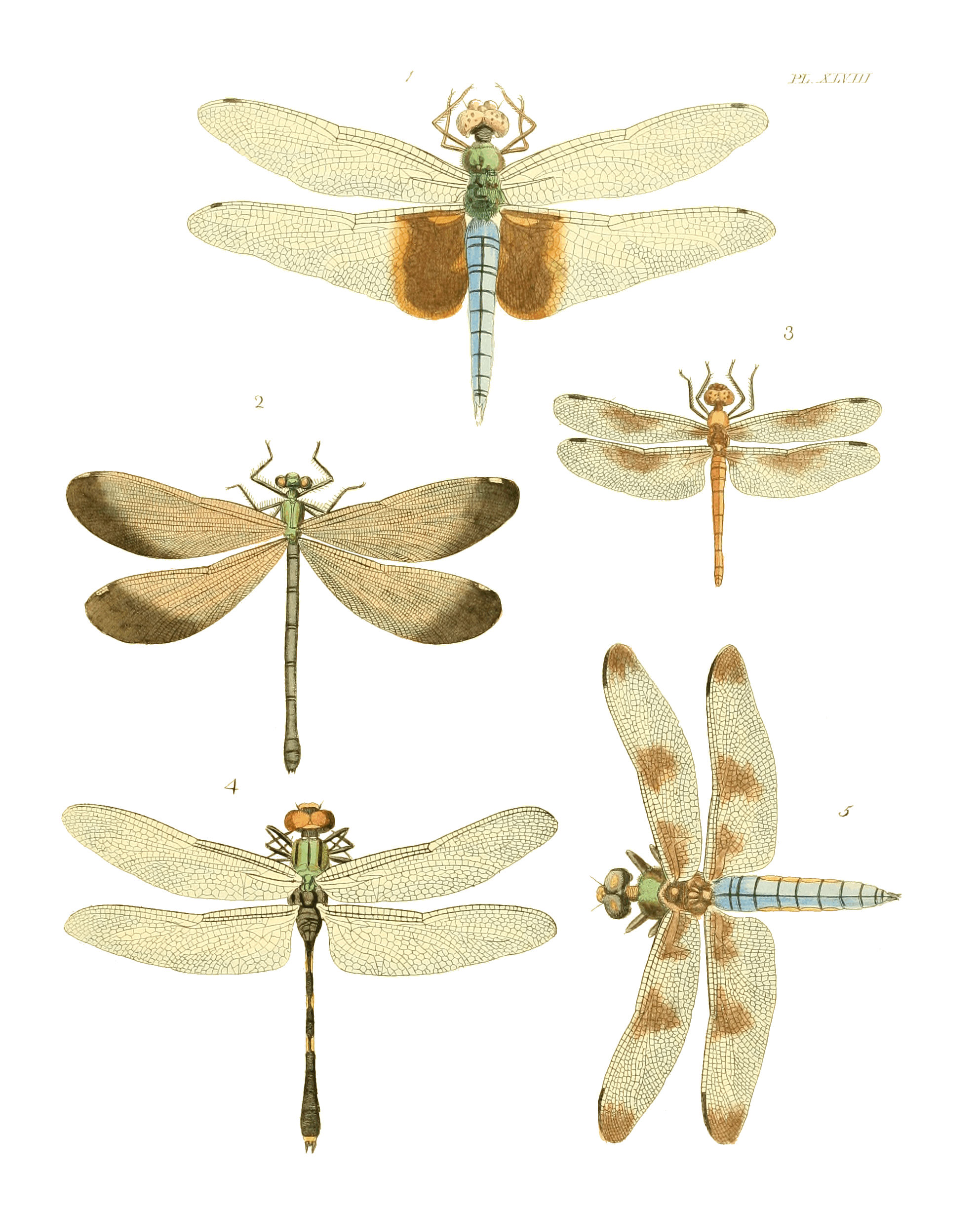 Illustrations of Exotic Entomology I 48