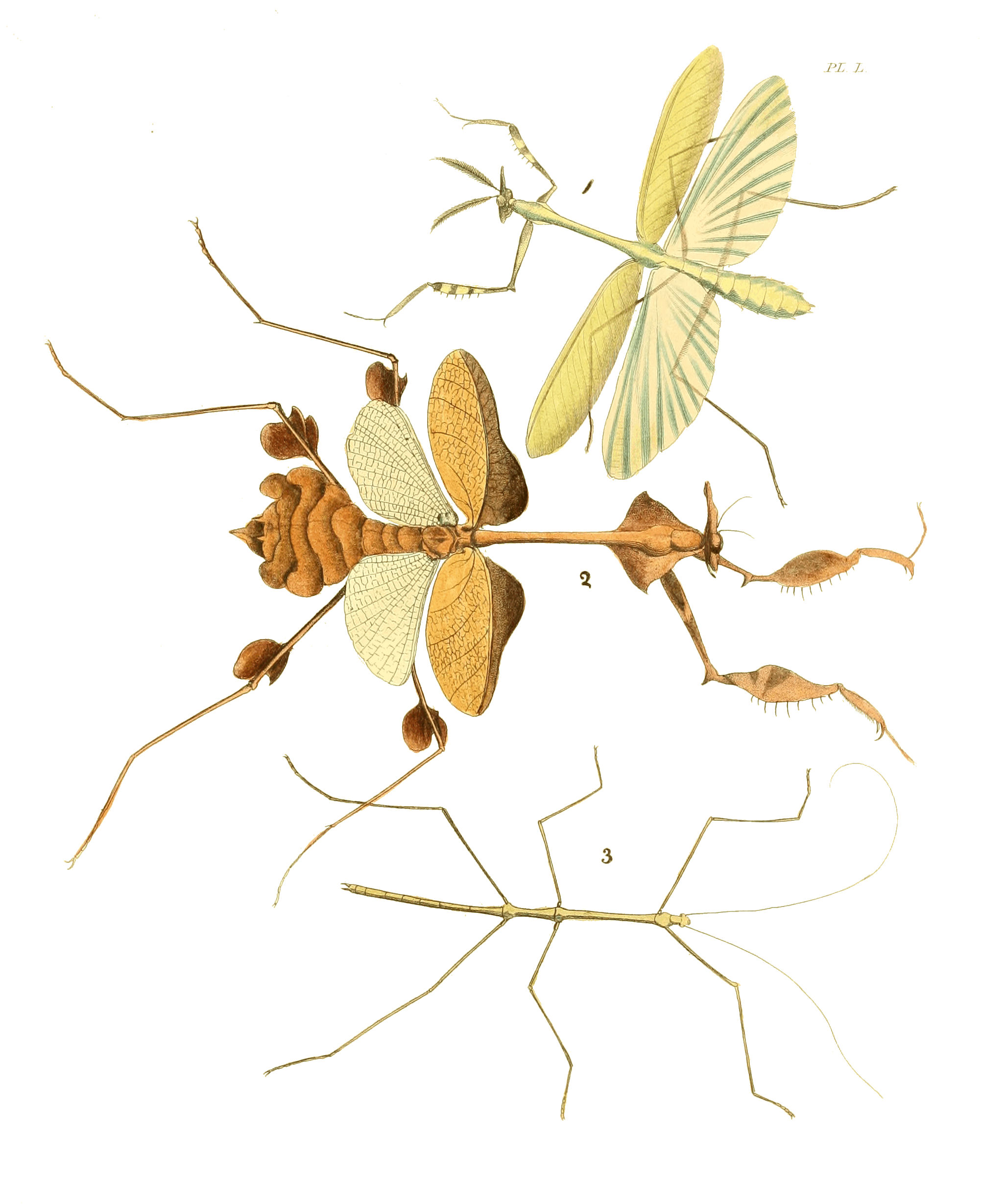 Illustrations of Exotic Entomology I 50