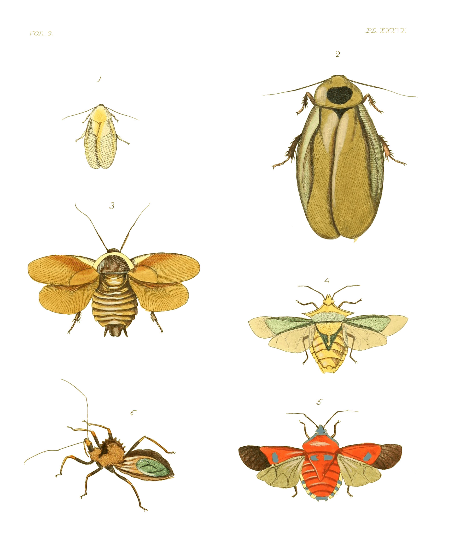Illustrations of Exotic Entomology II 36