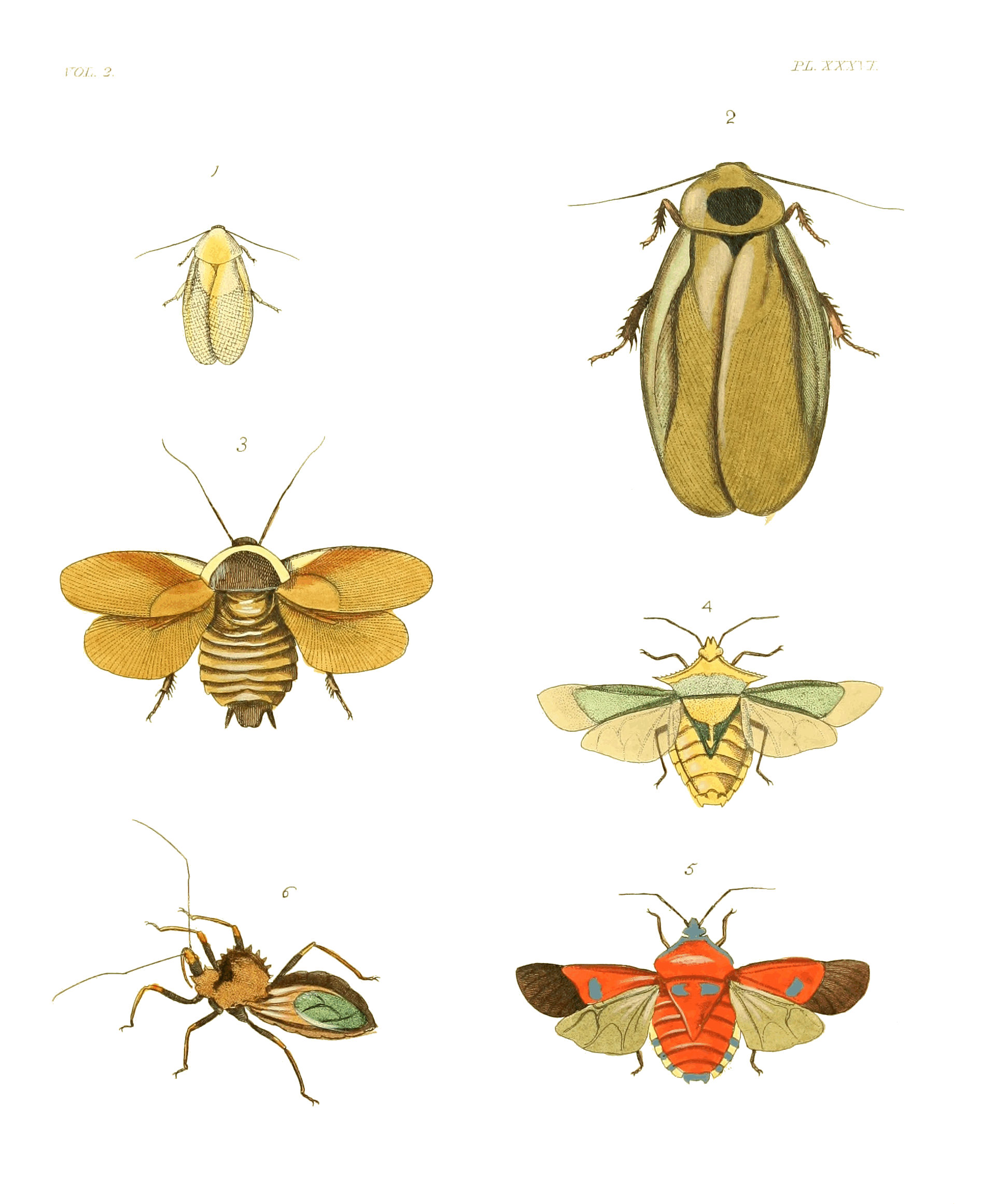 Illustrations of Exotic Entomology II 36