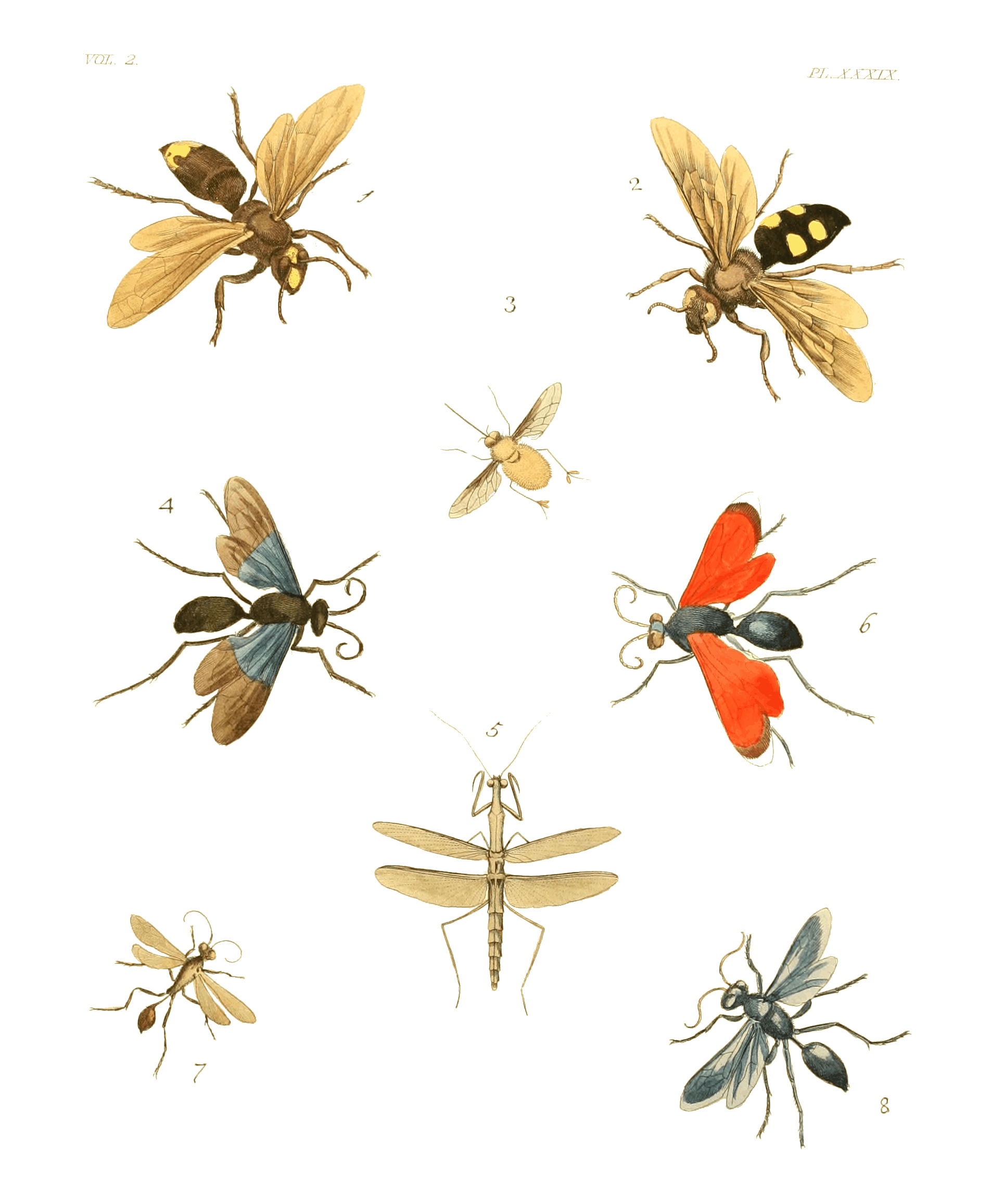 Illustrations of Exotic Entomology II 39