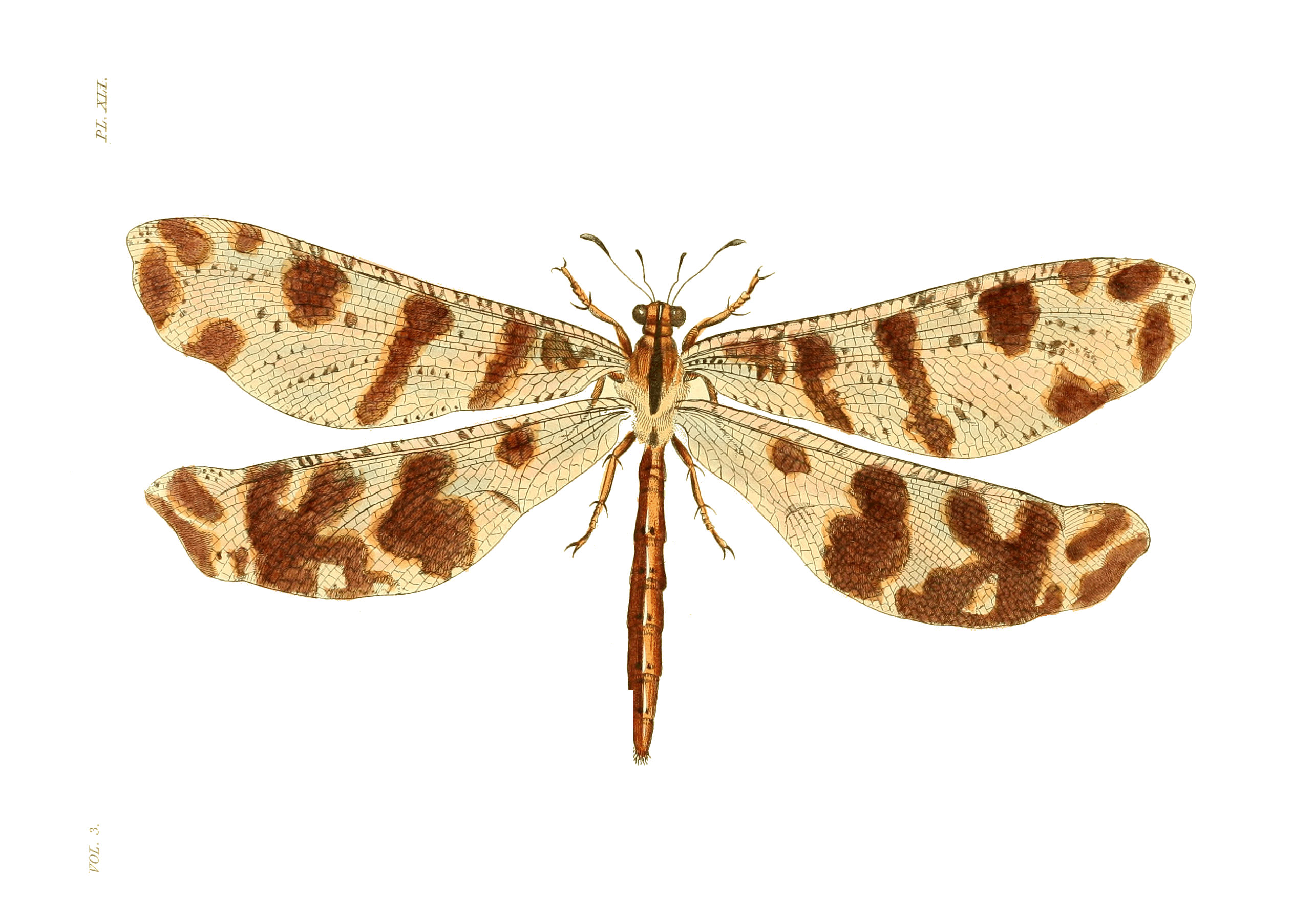 Illustrations of Exotic Entomology III 41
