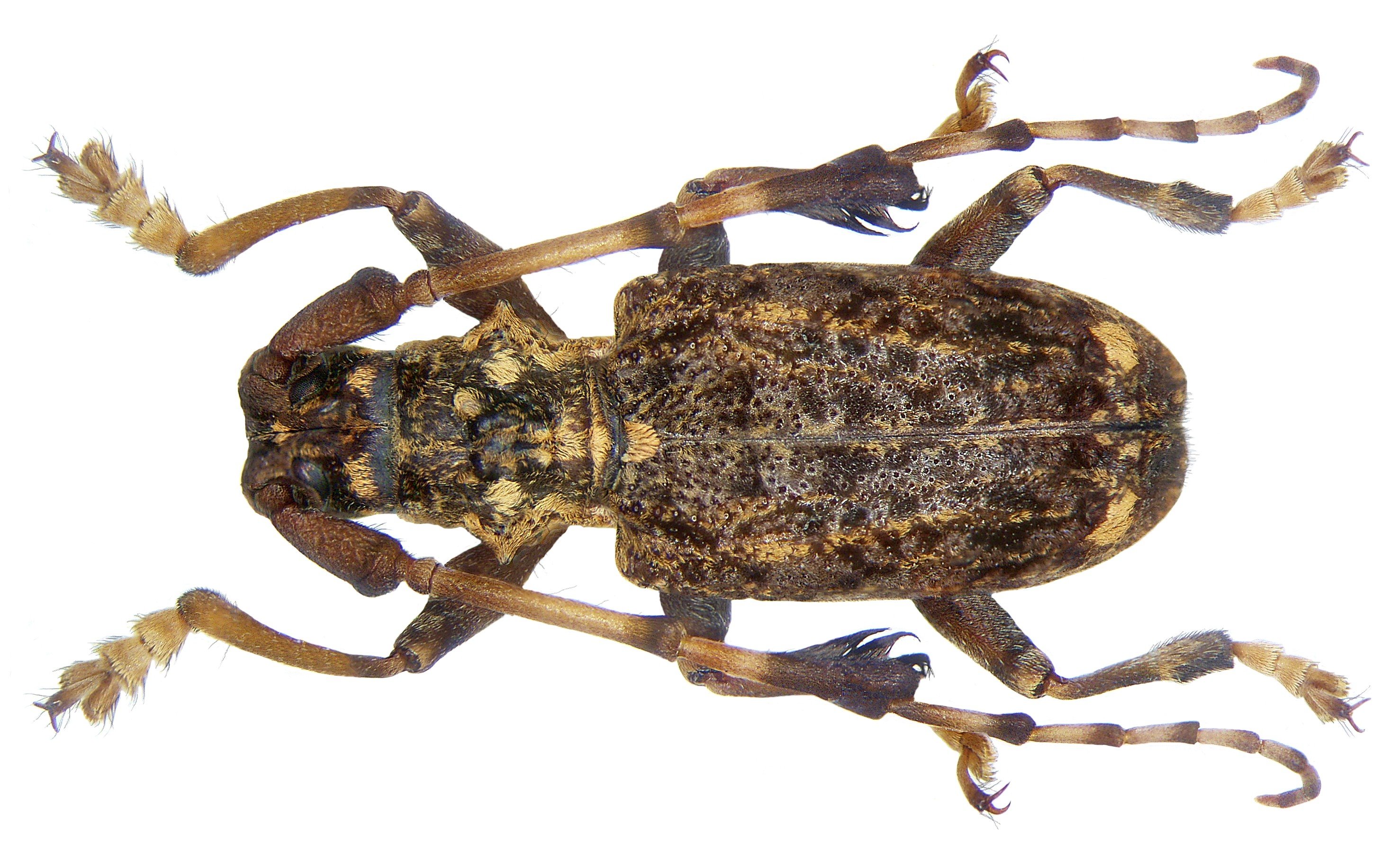 Imantocera penicillata (Hope, 1831) male (3578016943)