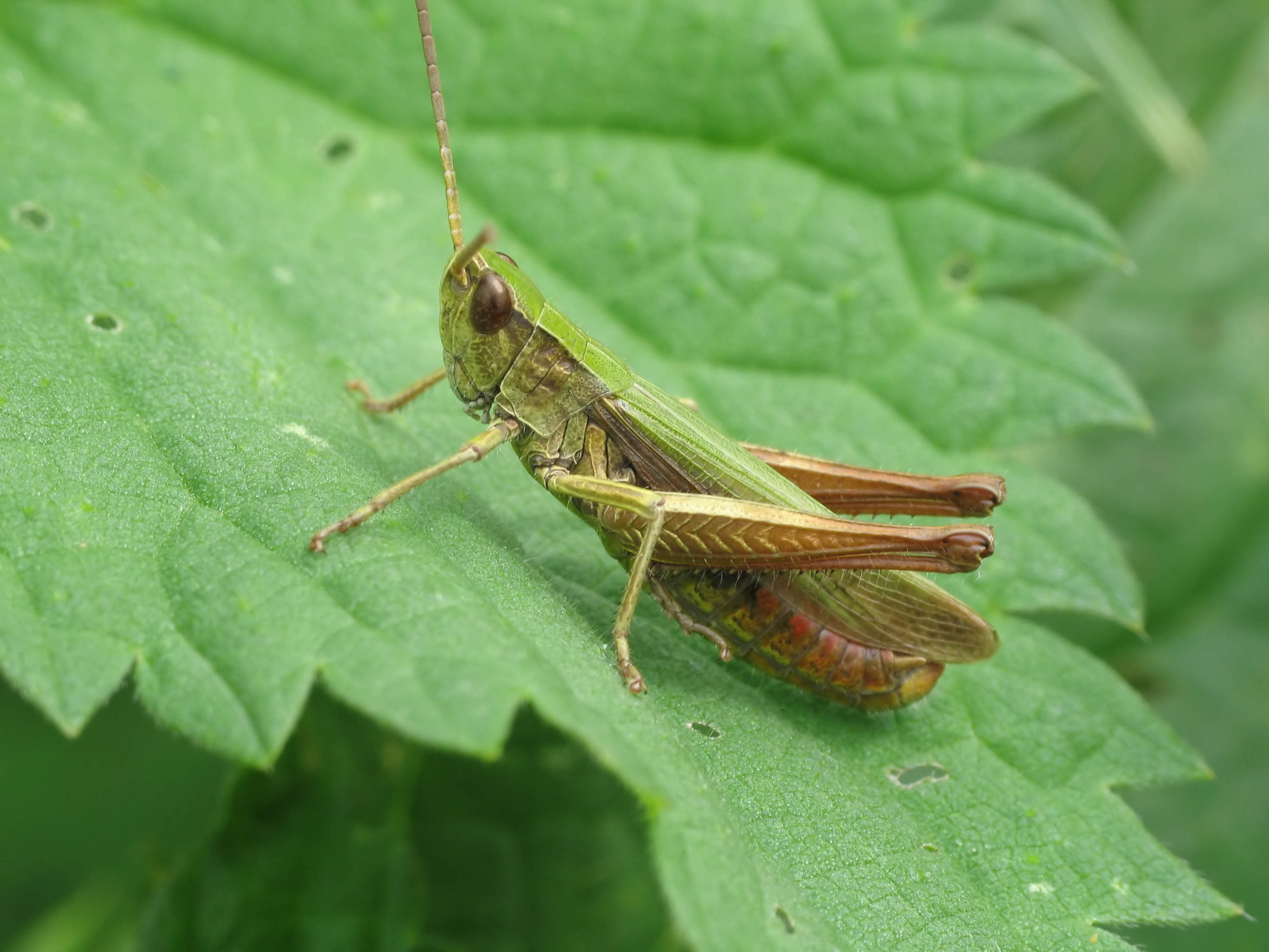 IMG 0454 Tettigoniidae