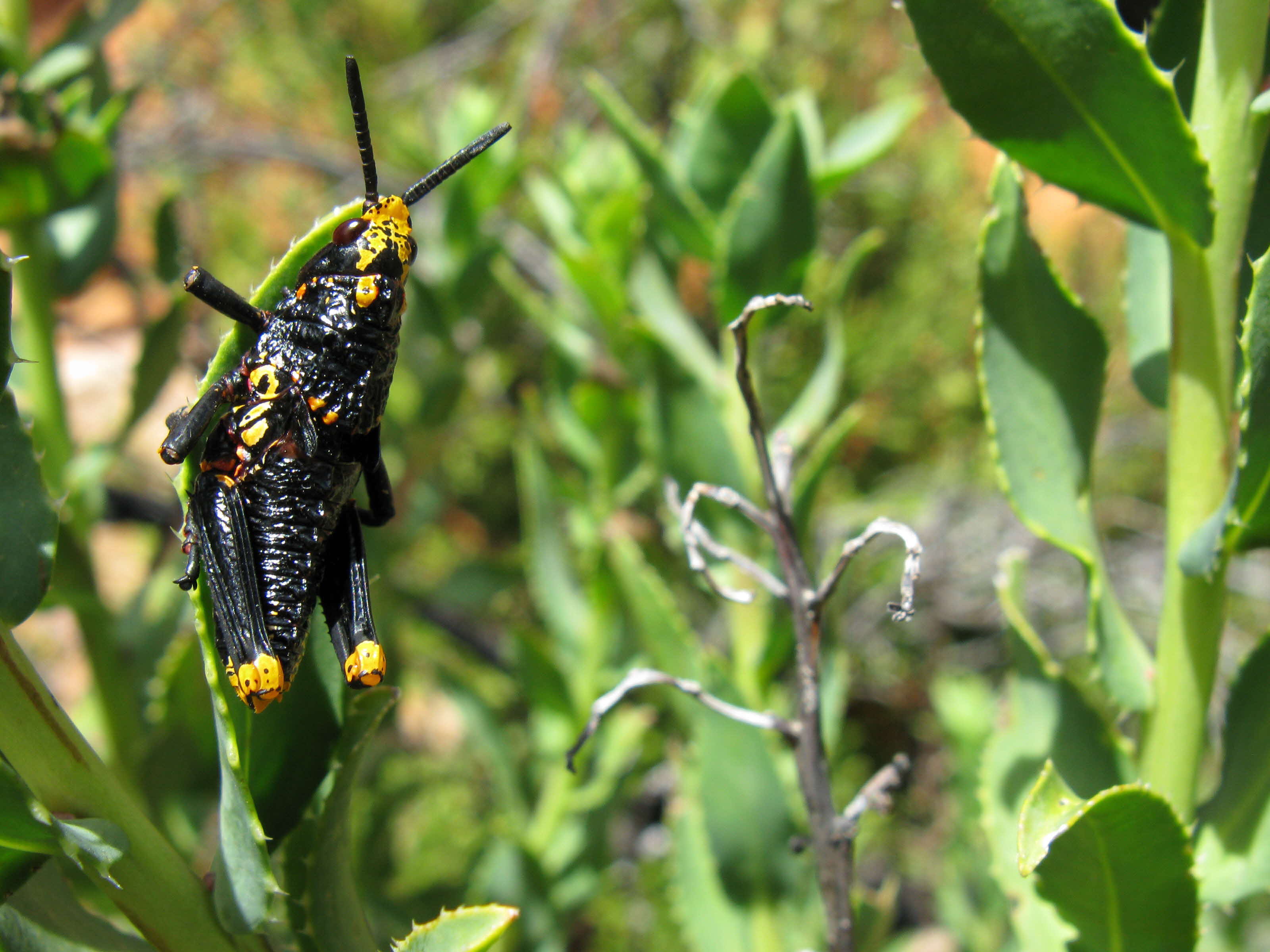Immature Dictyophorus spumans Cedarberg South Africa