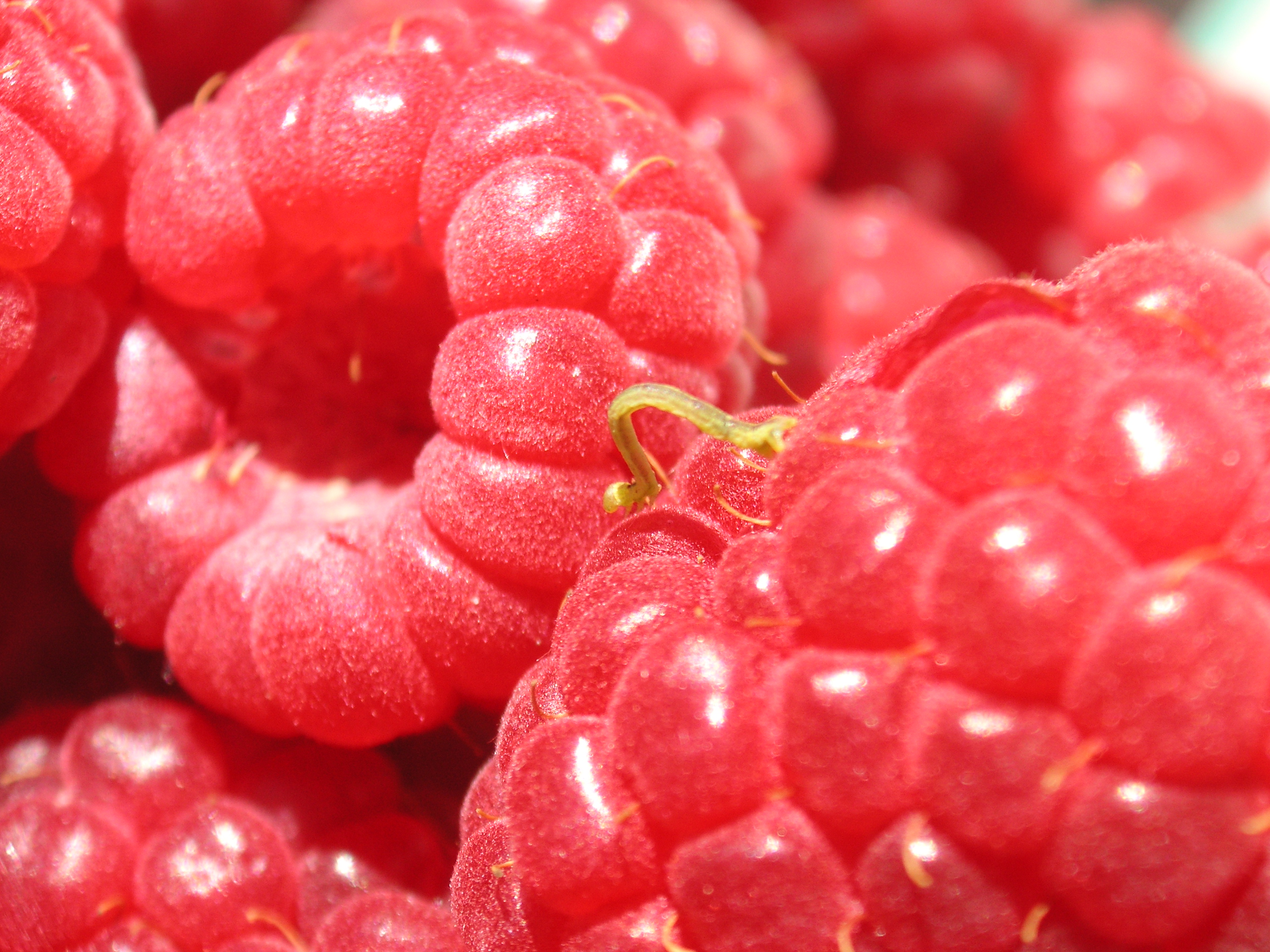 Inchworm on raspberry
