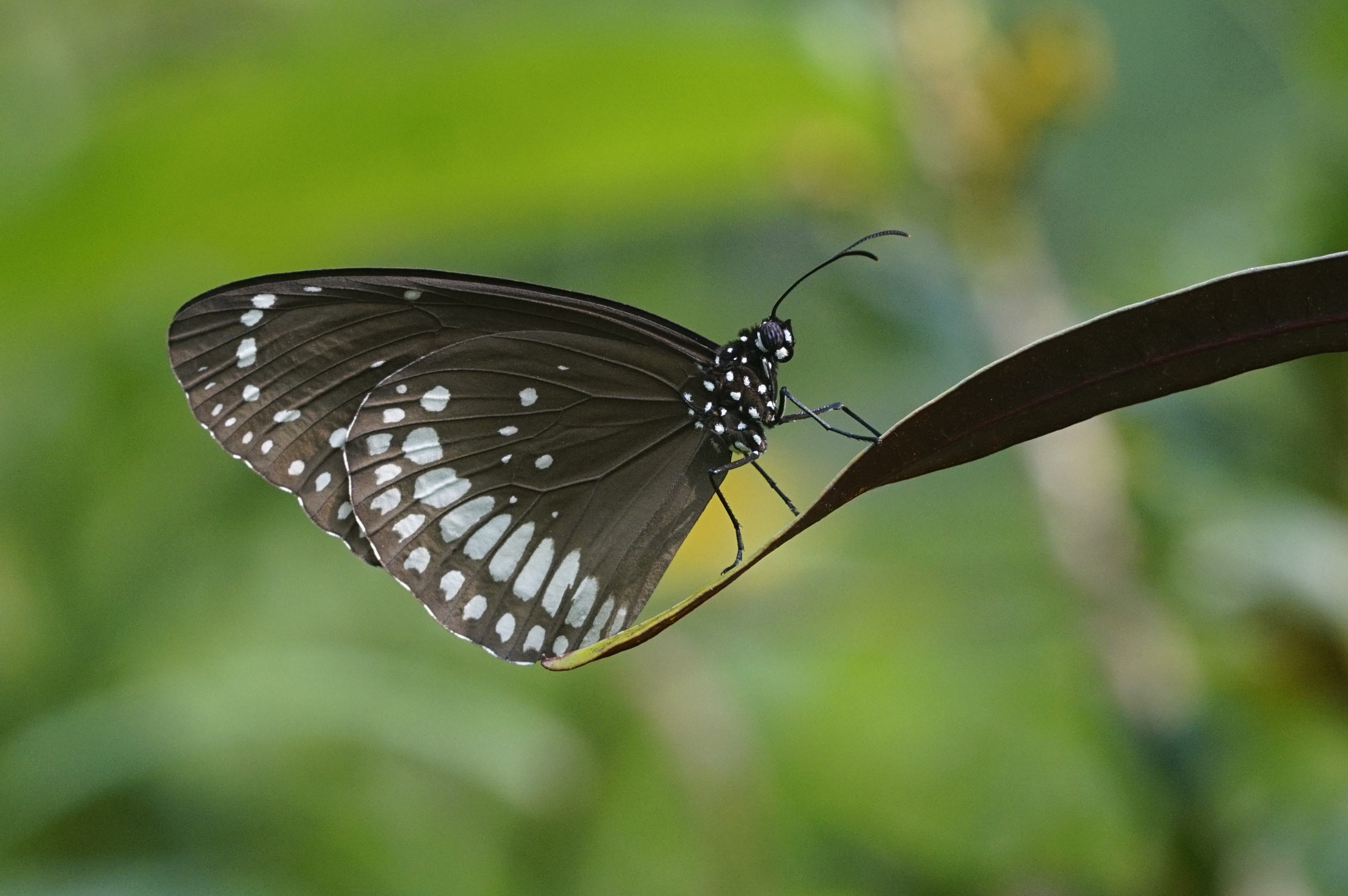Indian crow (Euploea core ) 5417