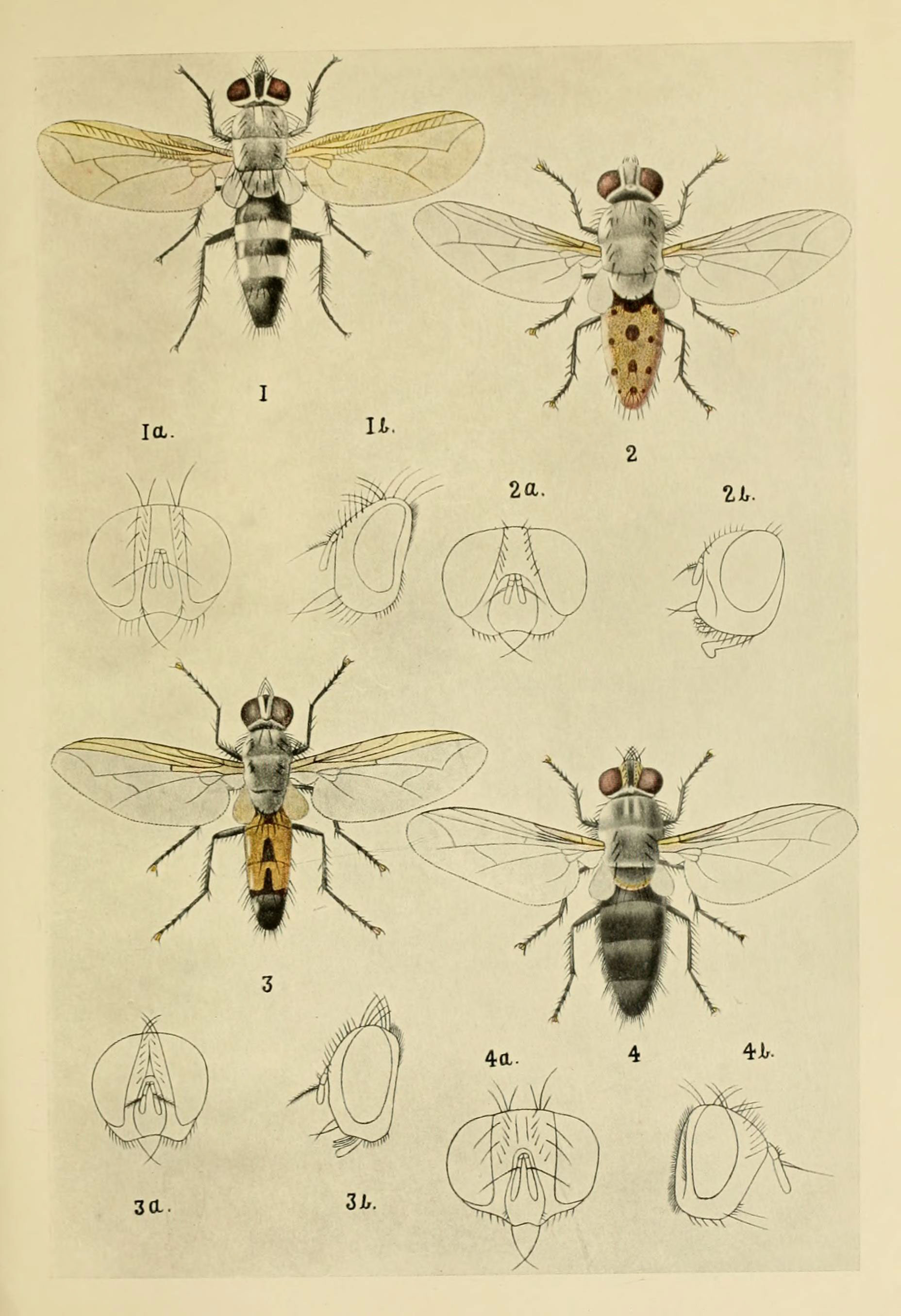 Indian insect life (Plate LXVIII) (6280045846)
