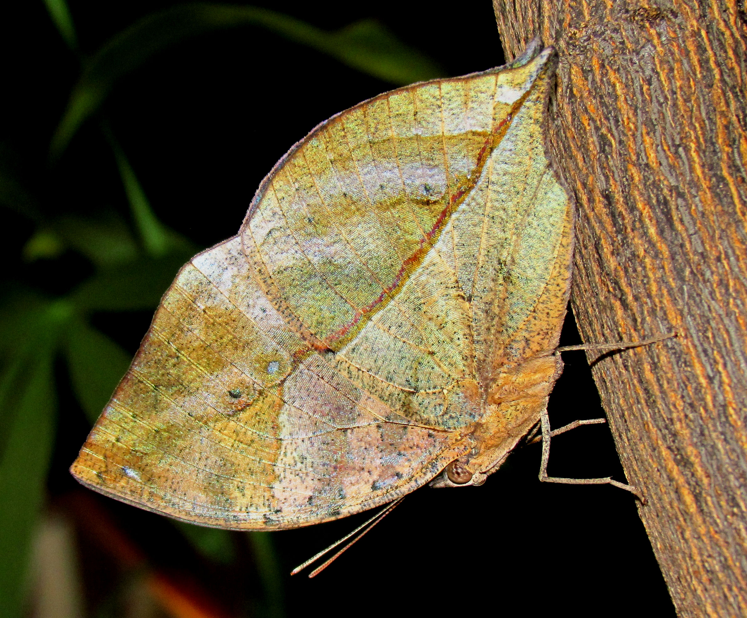 Indian Leafwing