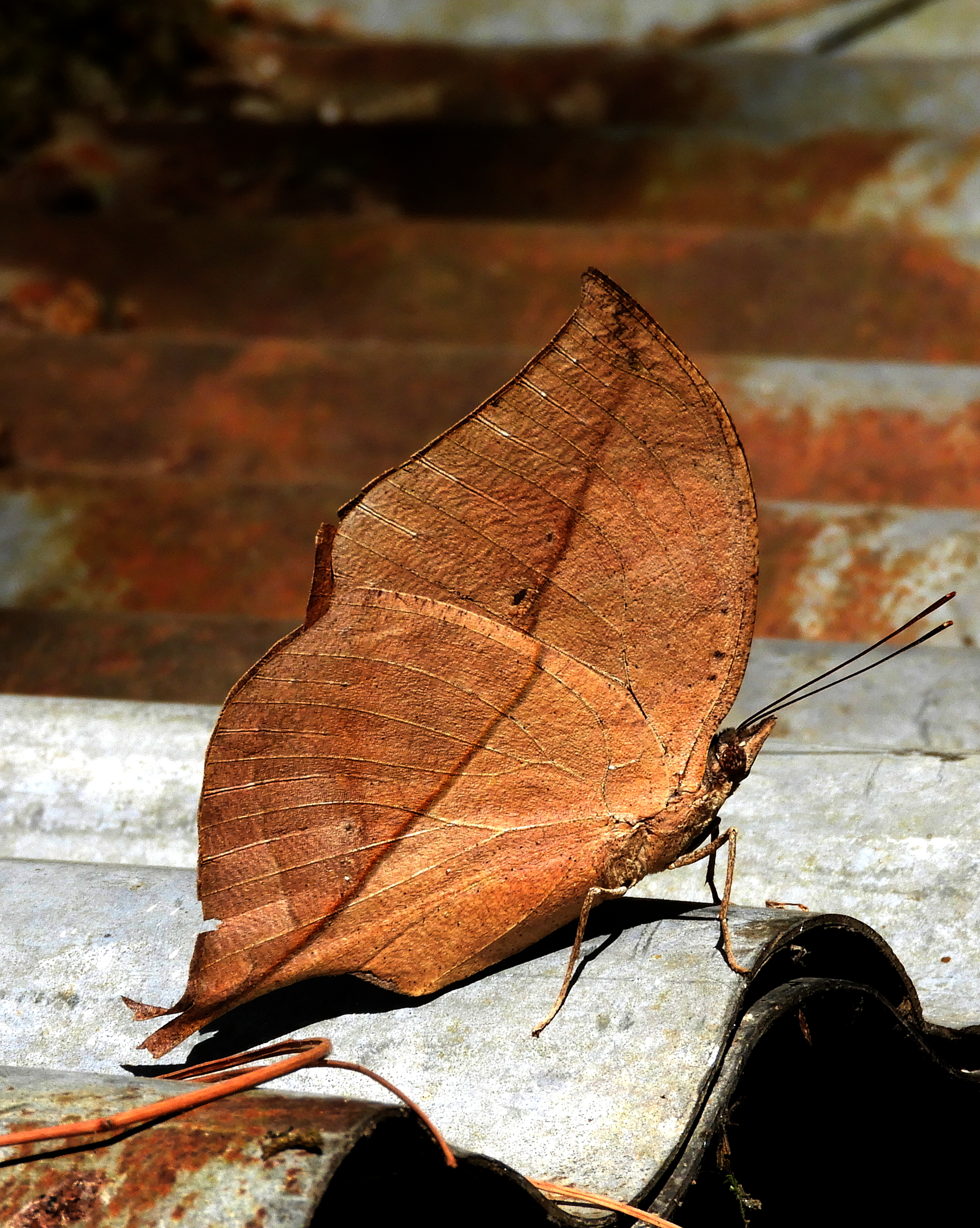 Indian oakleaf or dead leaf DSCN2192 11