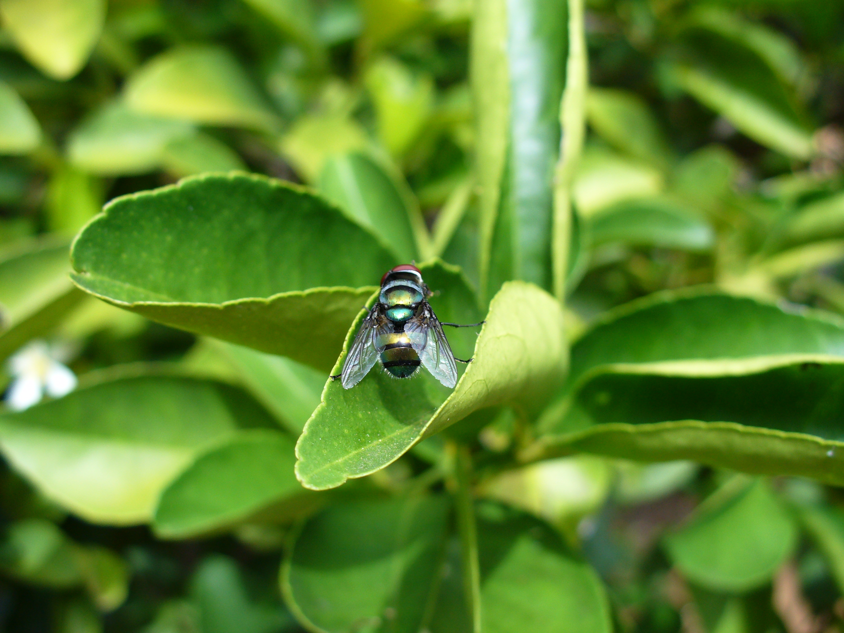 Insect5