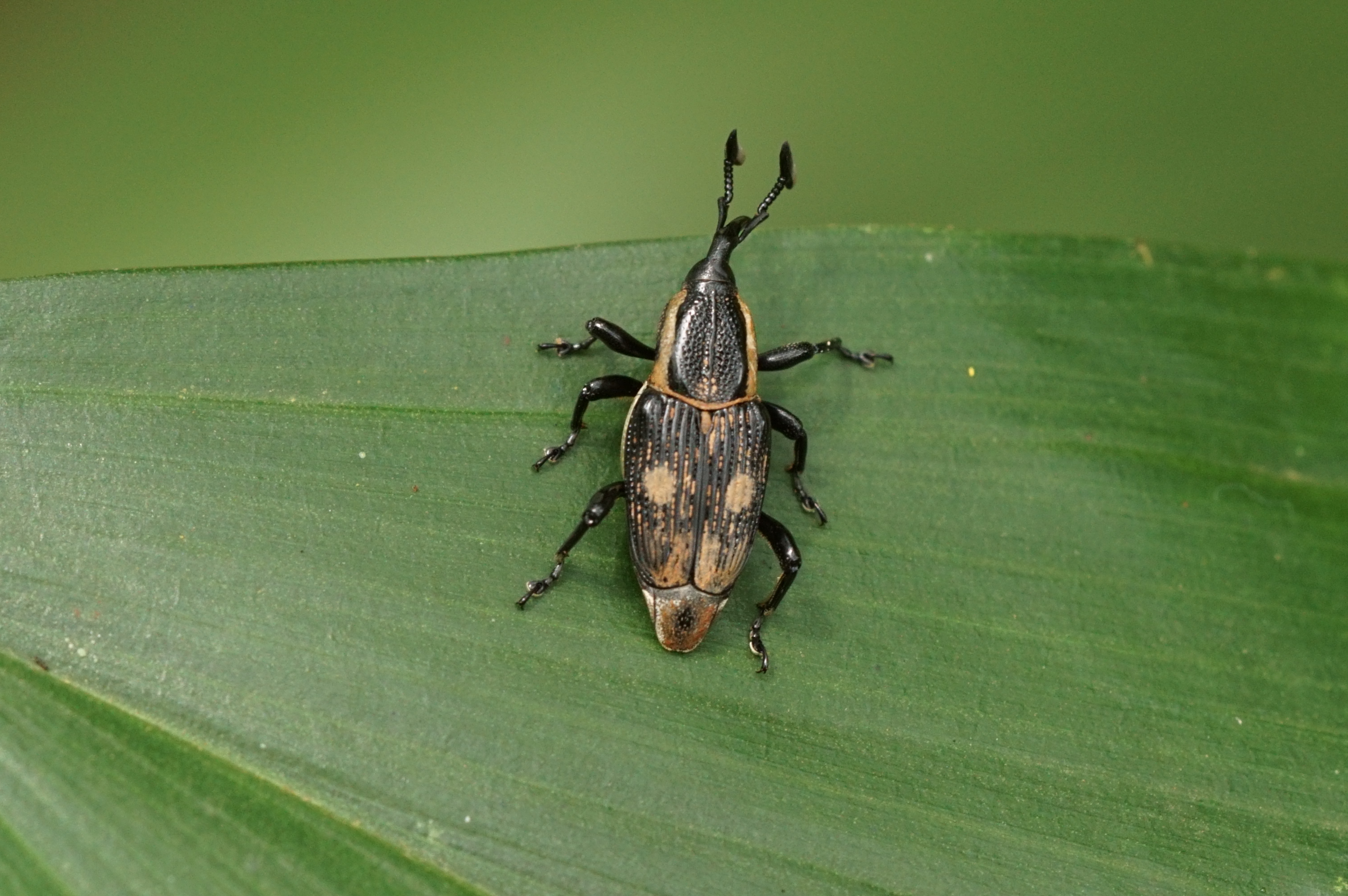 Insect 00800