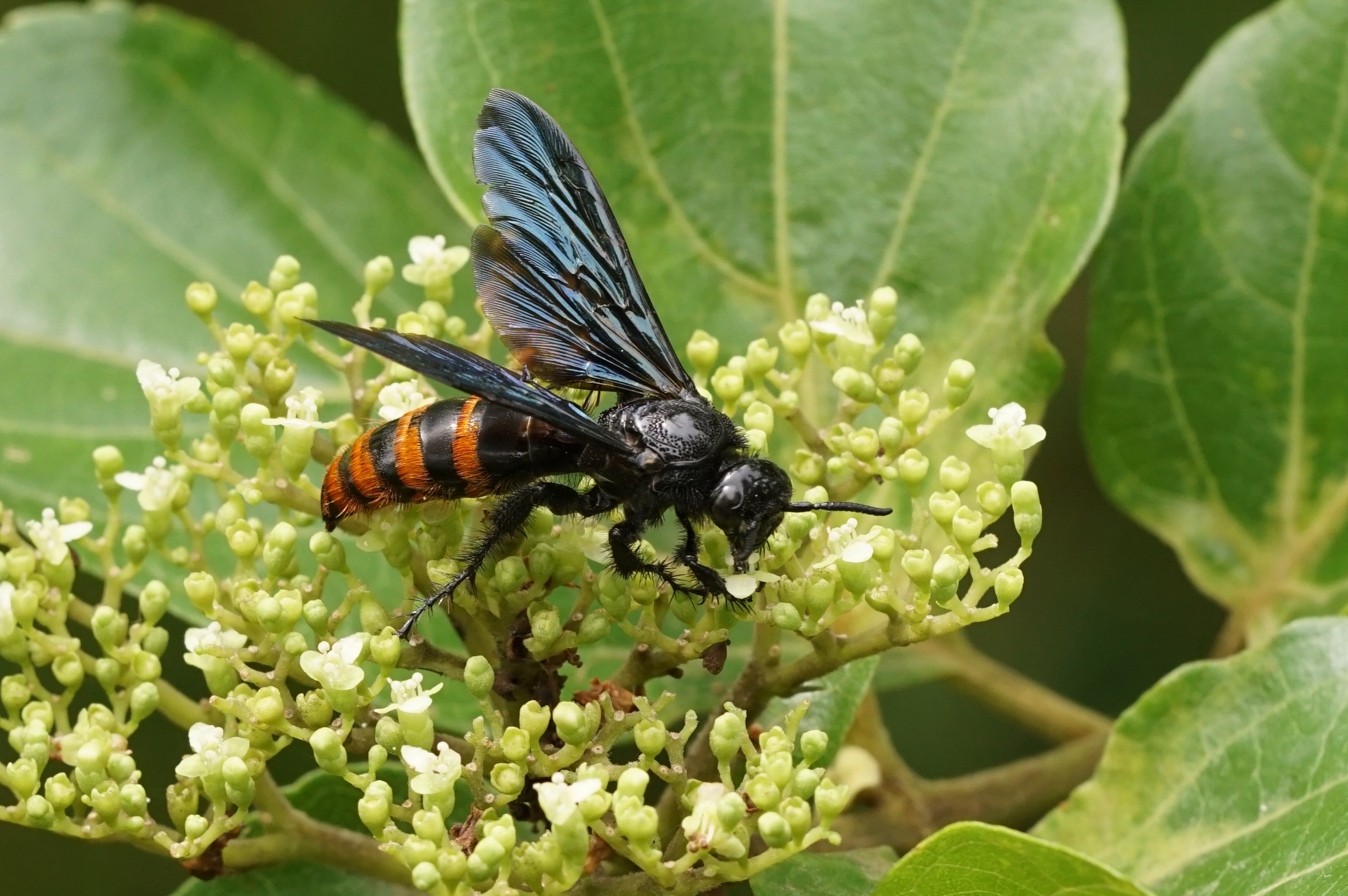 Insect 06139