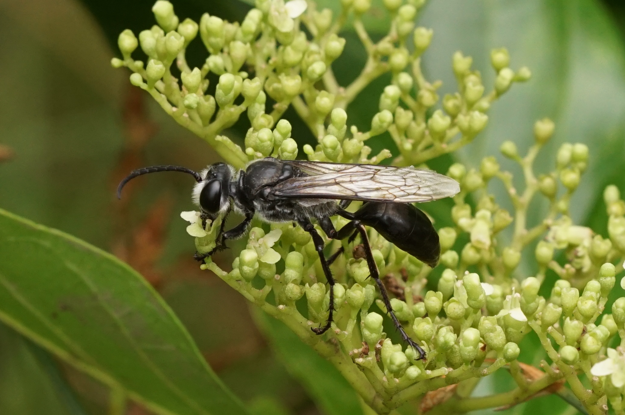 Insect 06570