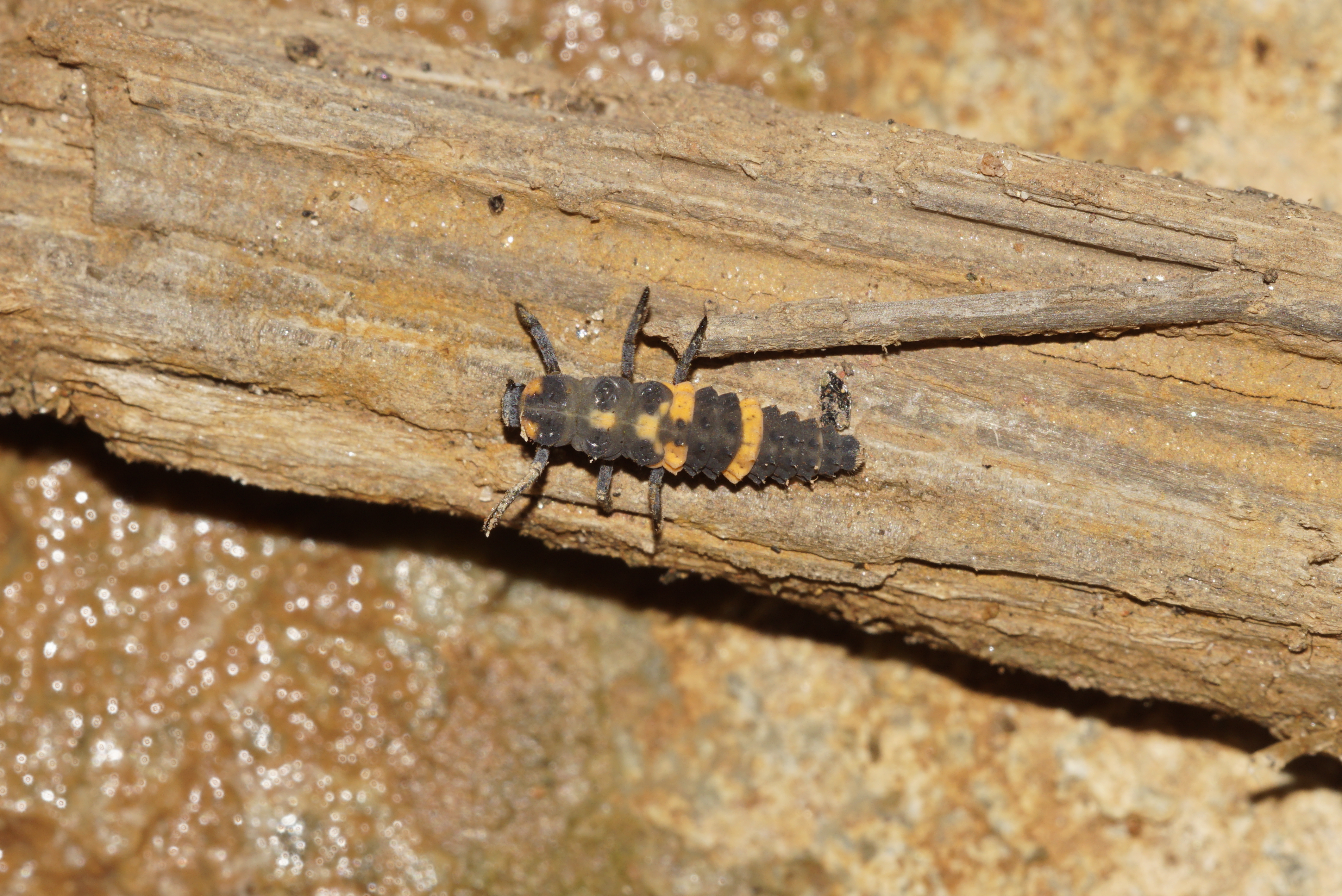 Insect 4373