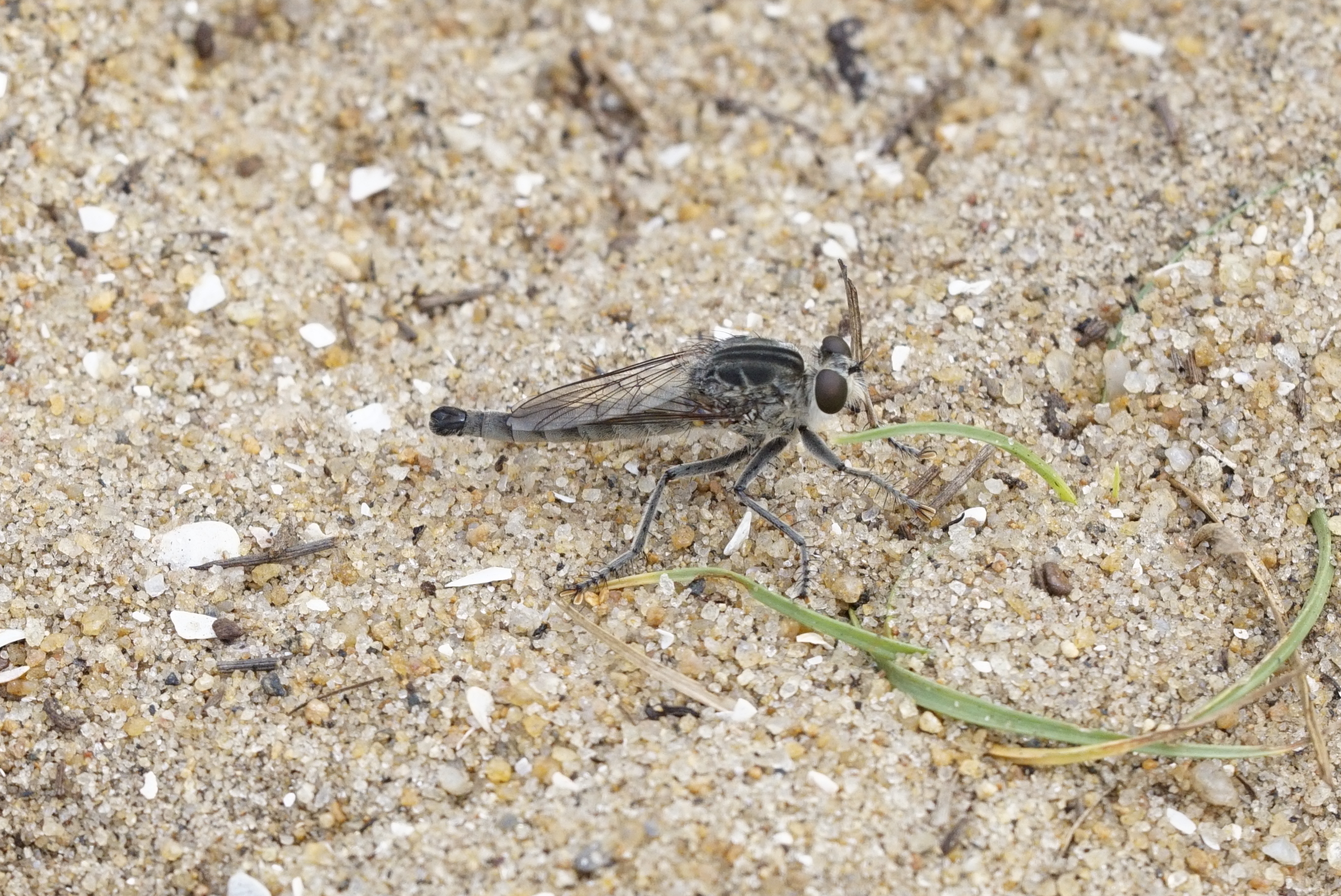 Insect 5774