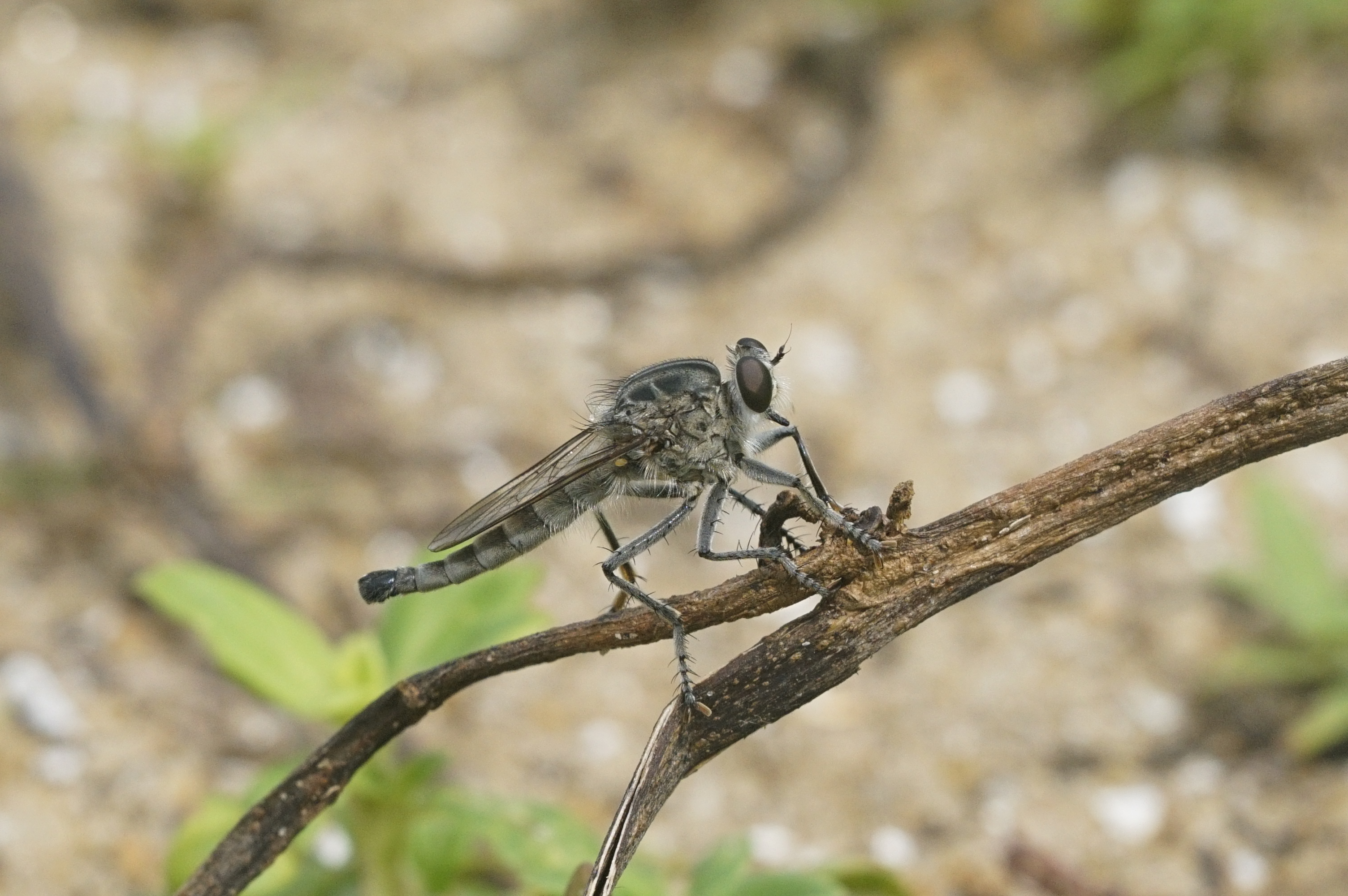 Insect 5834
