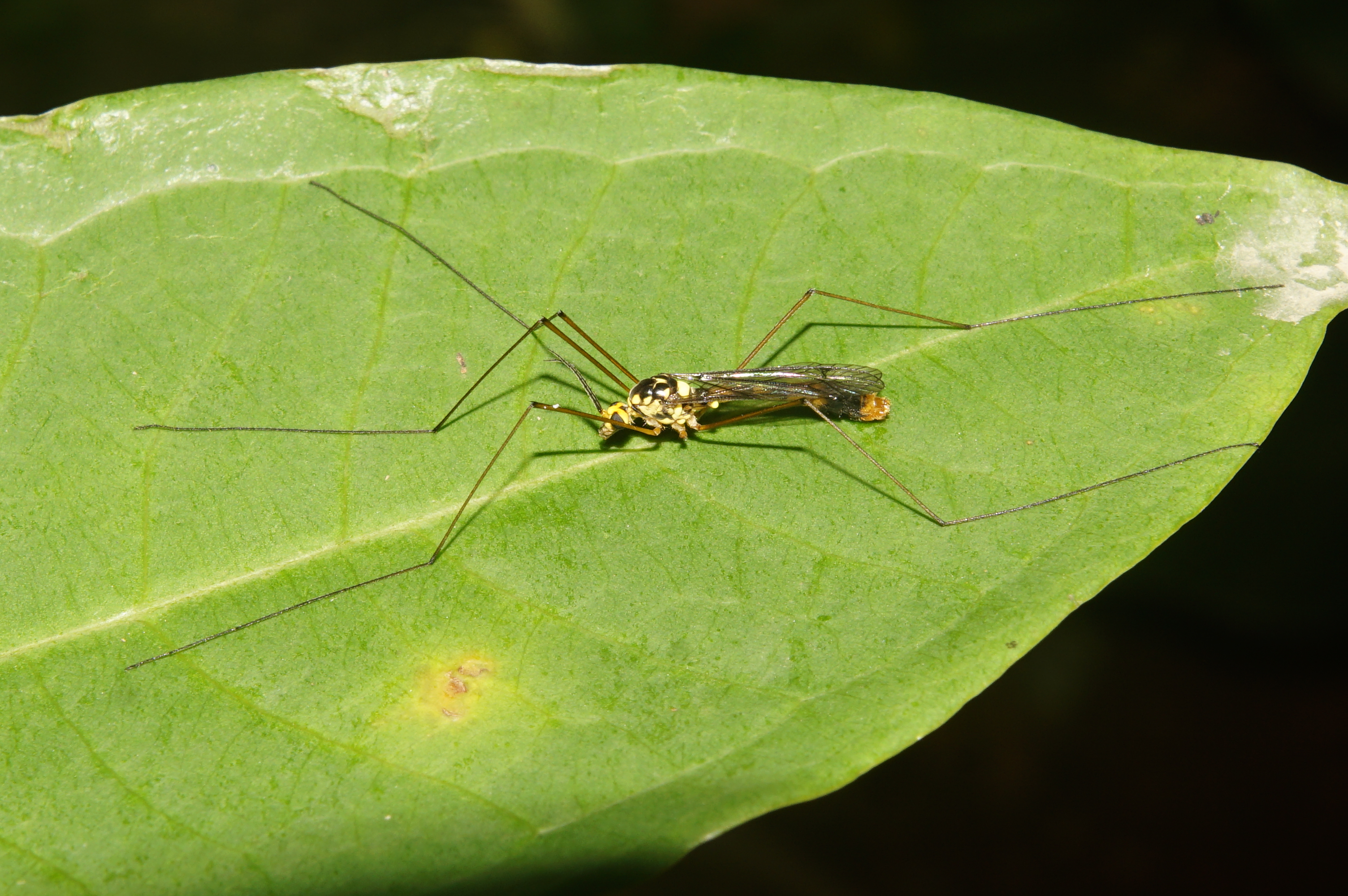 Insect 7779