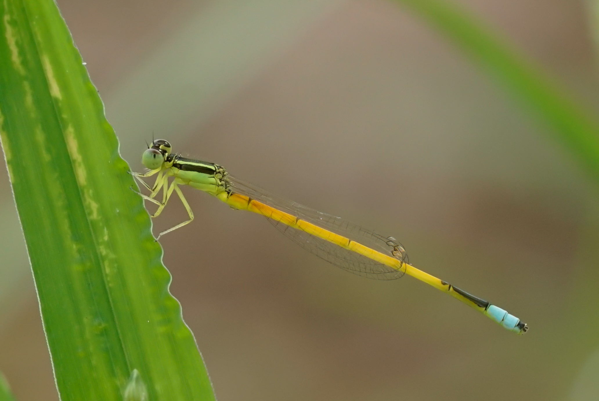 Insect 8781