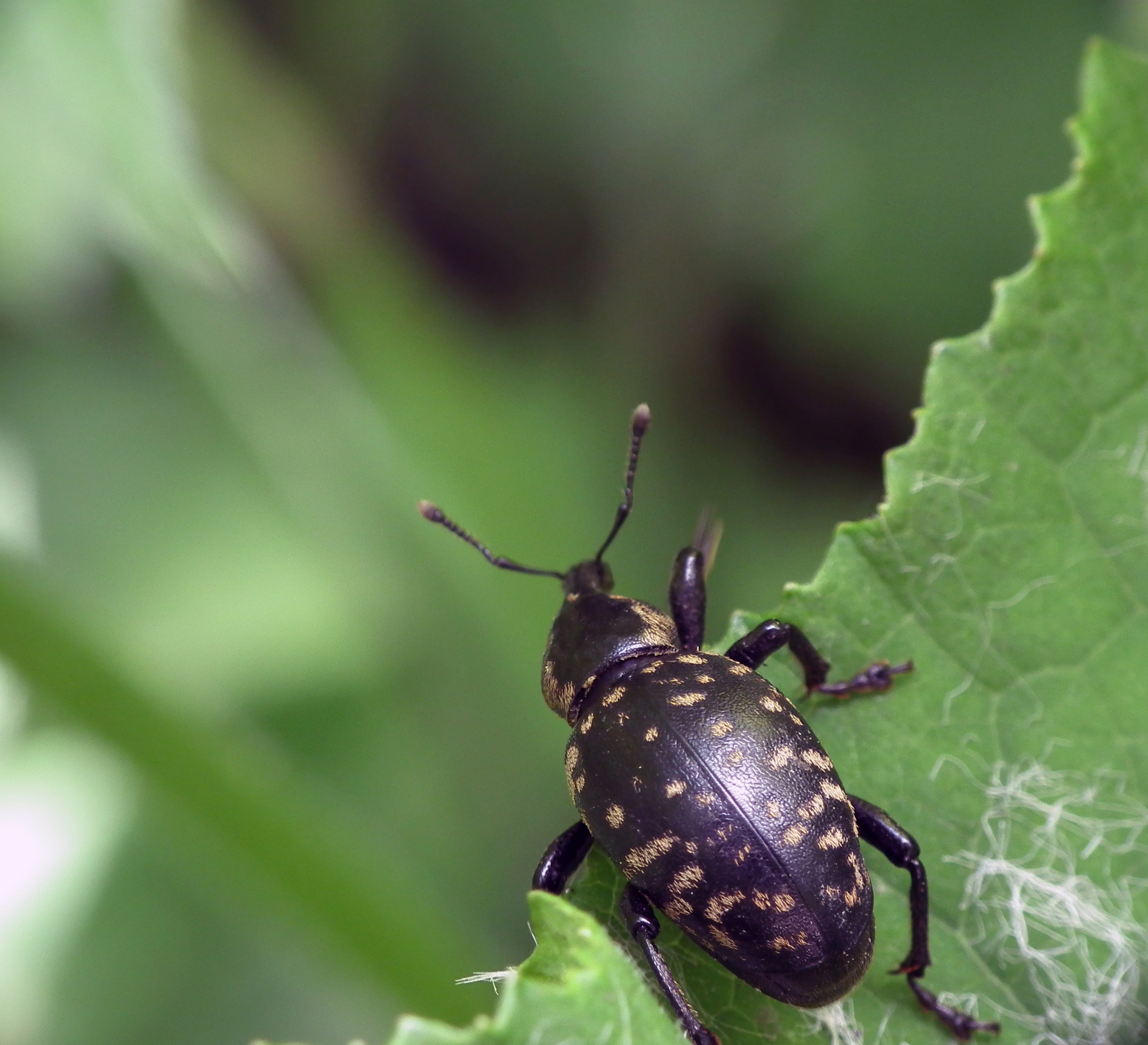 Insect, 06