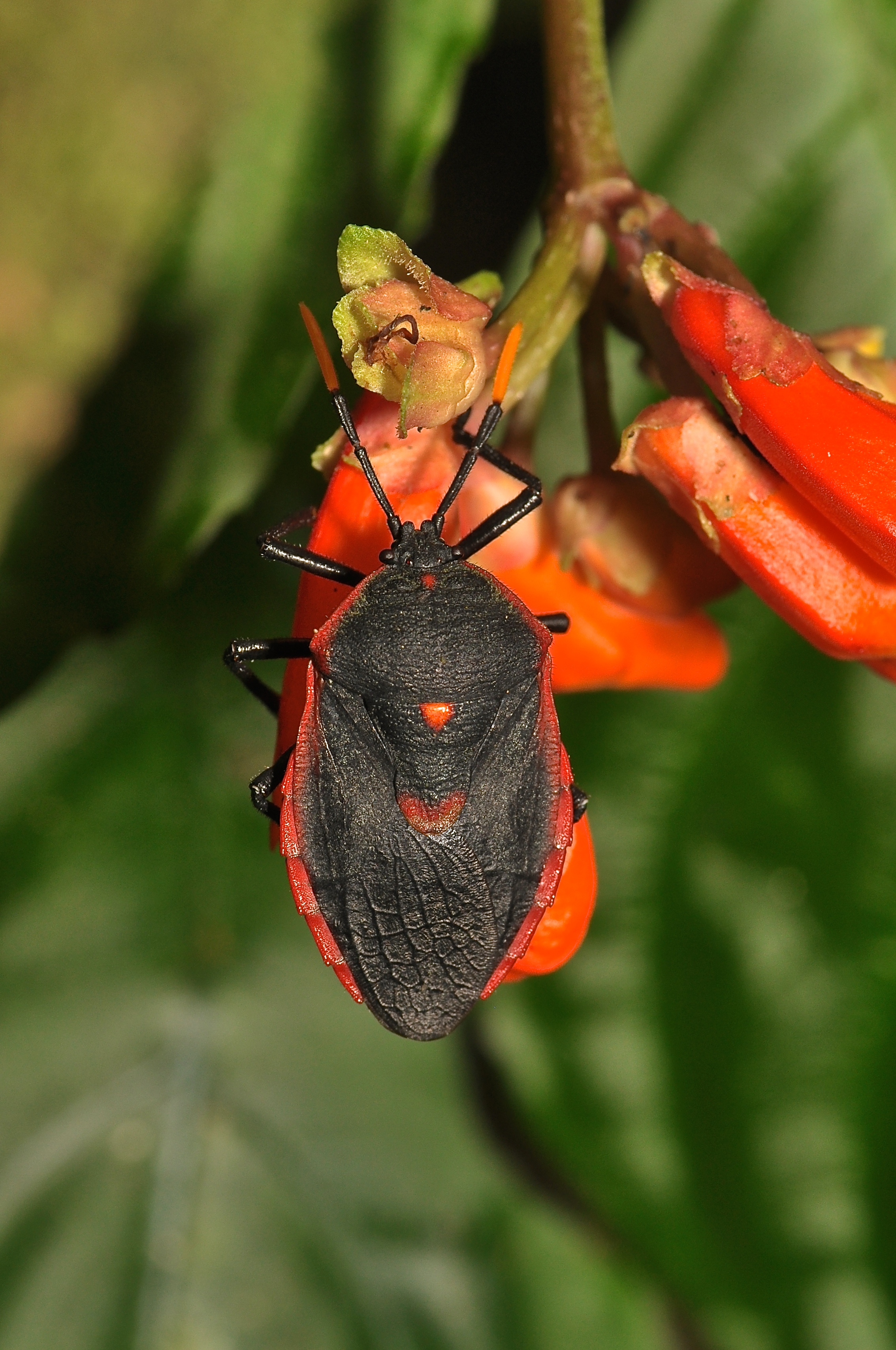 Insect (15996507821)