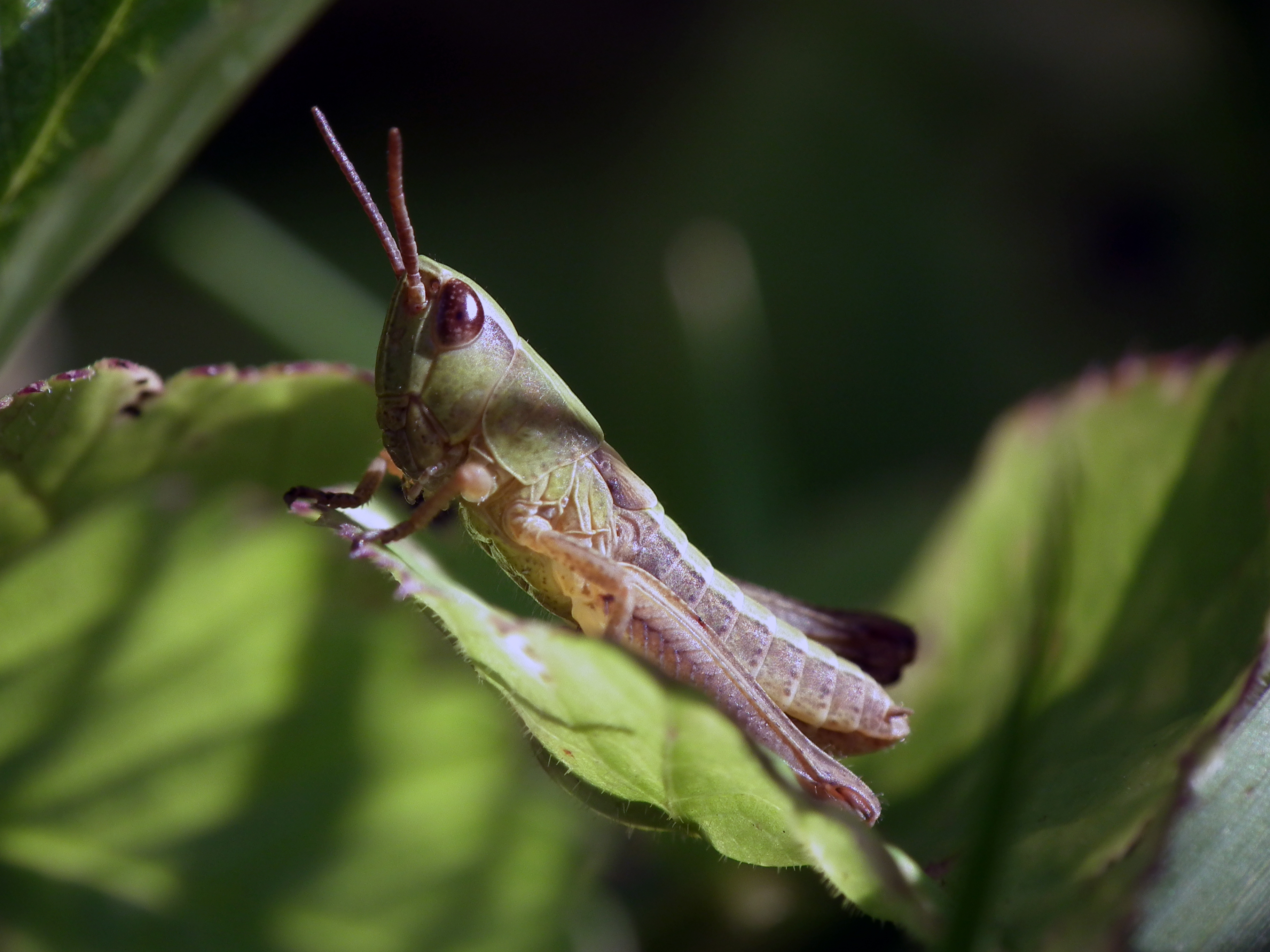 Insect, 32
