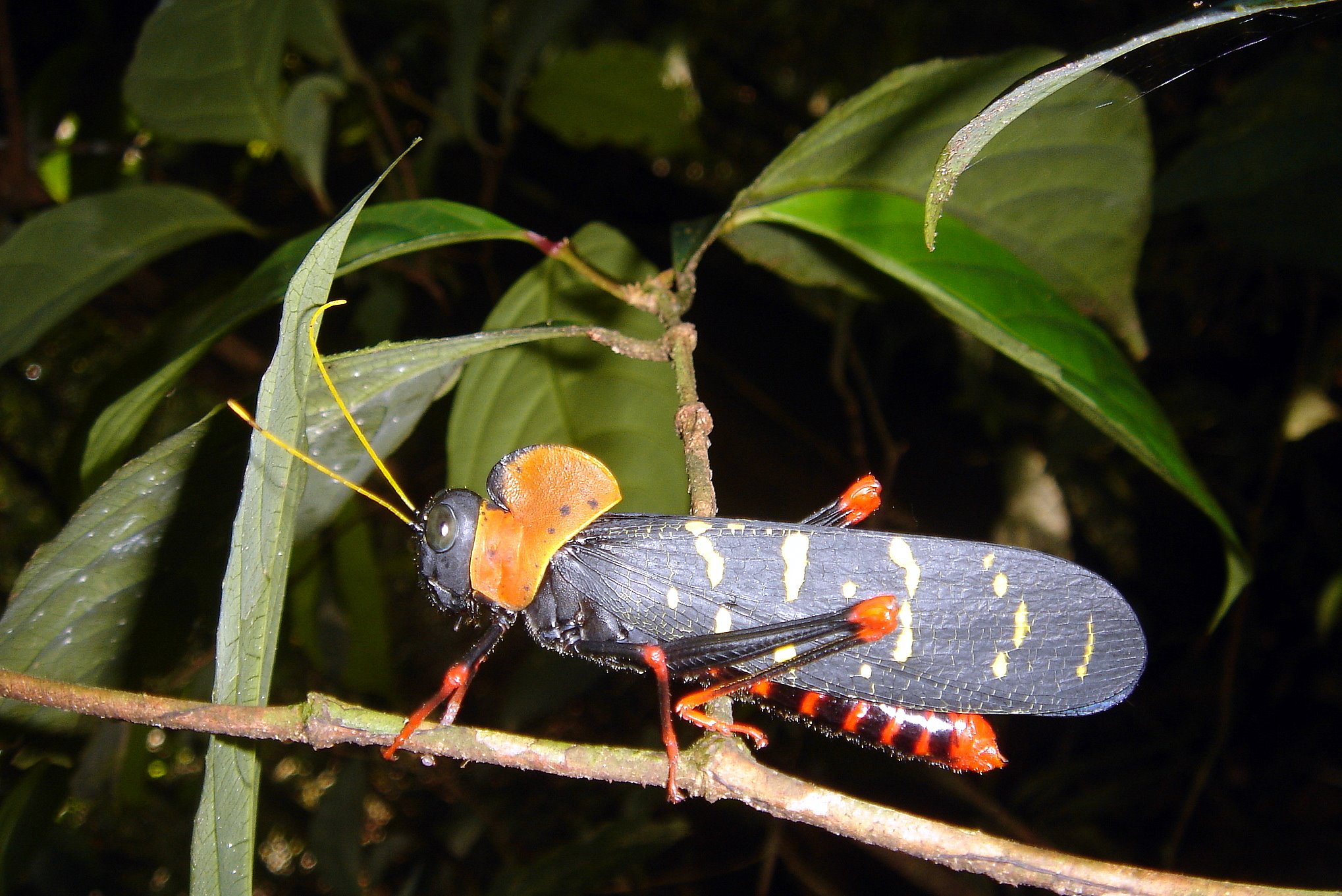 Insect DSC05489