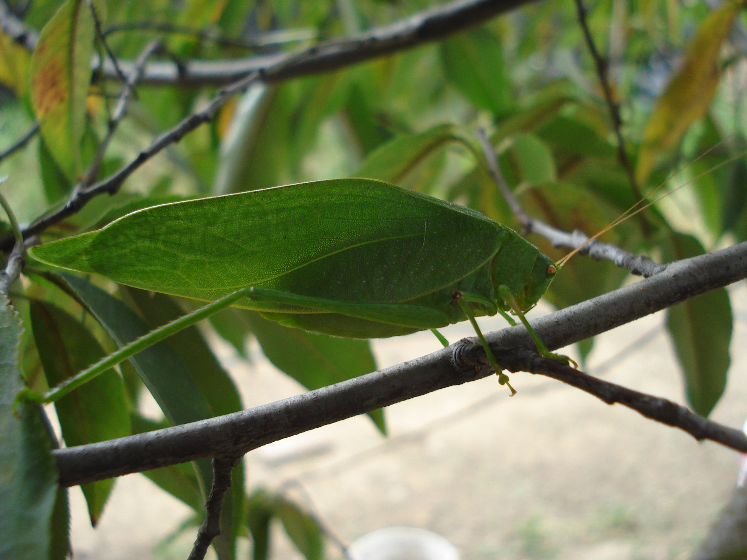 Insecto hoja