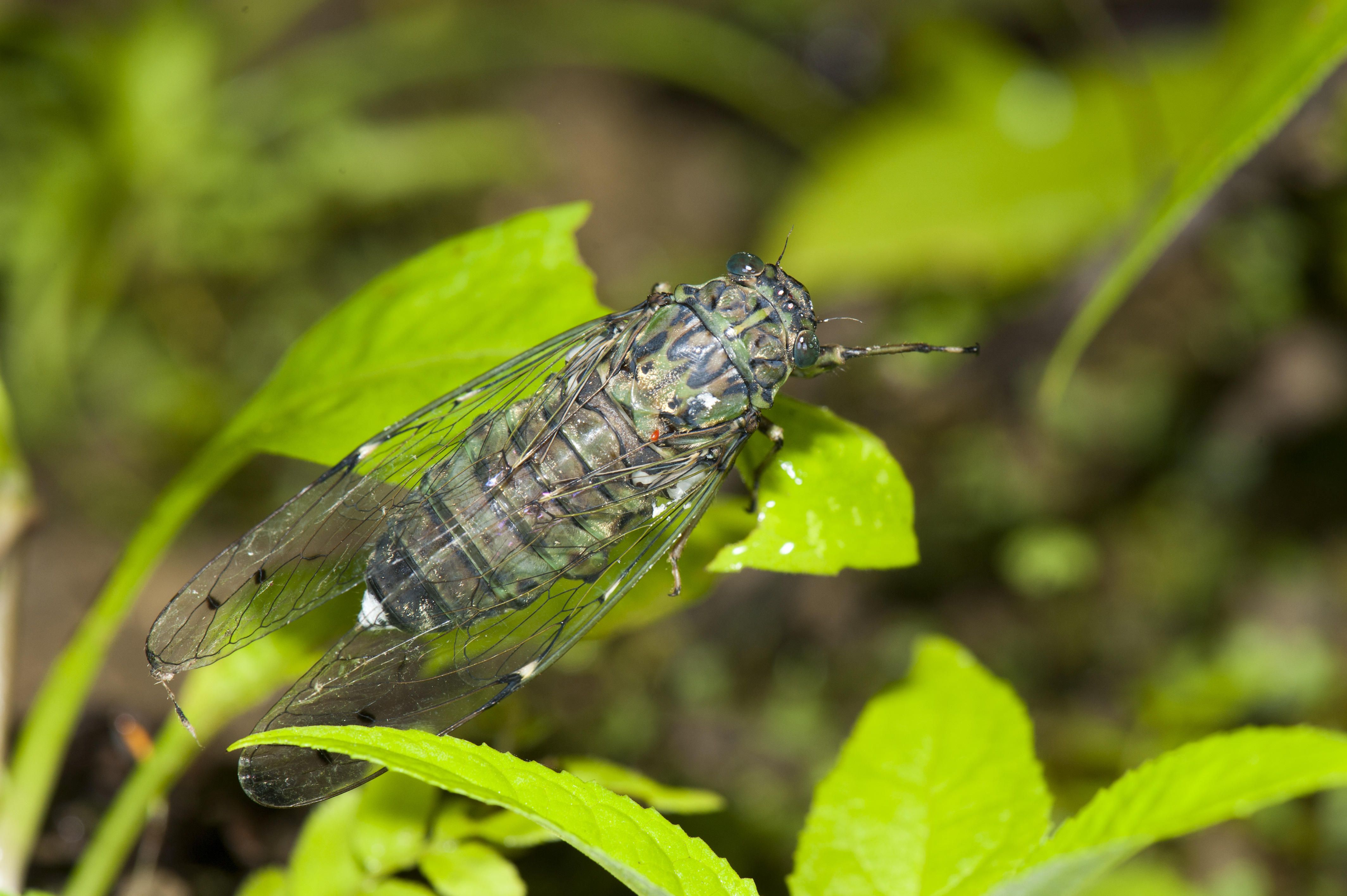 Insects (26772496422)