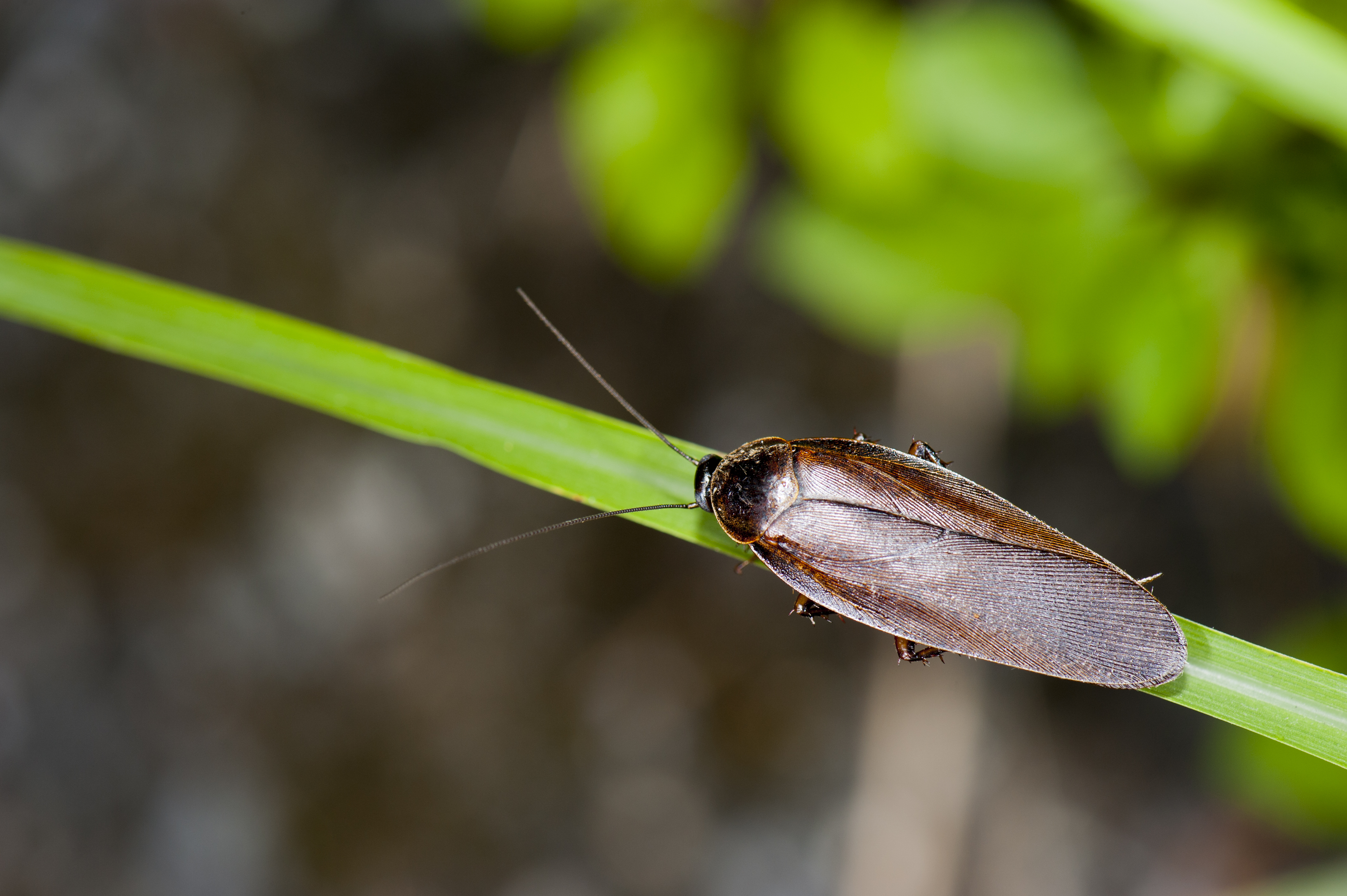Insects (28327051515)
