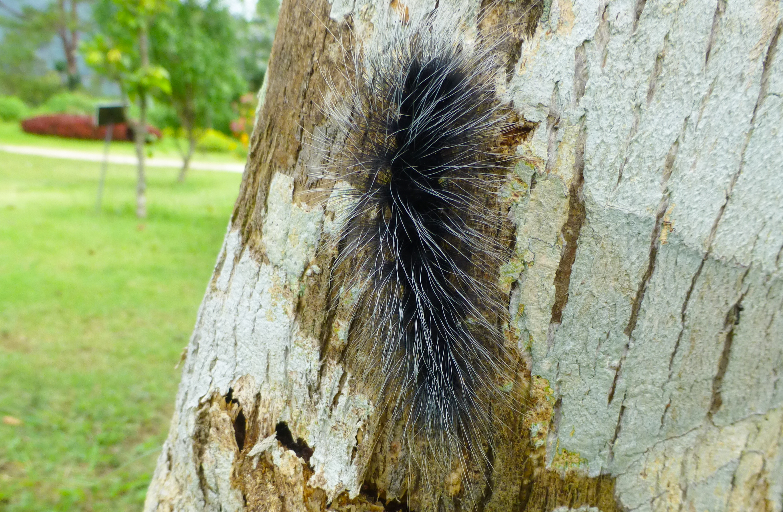 Insects at Queen Sirikit Botanic Garden - Chiang Mai 2013 2502