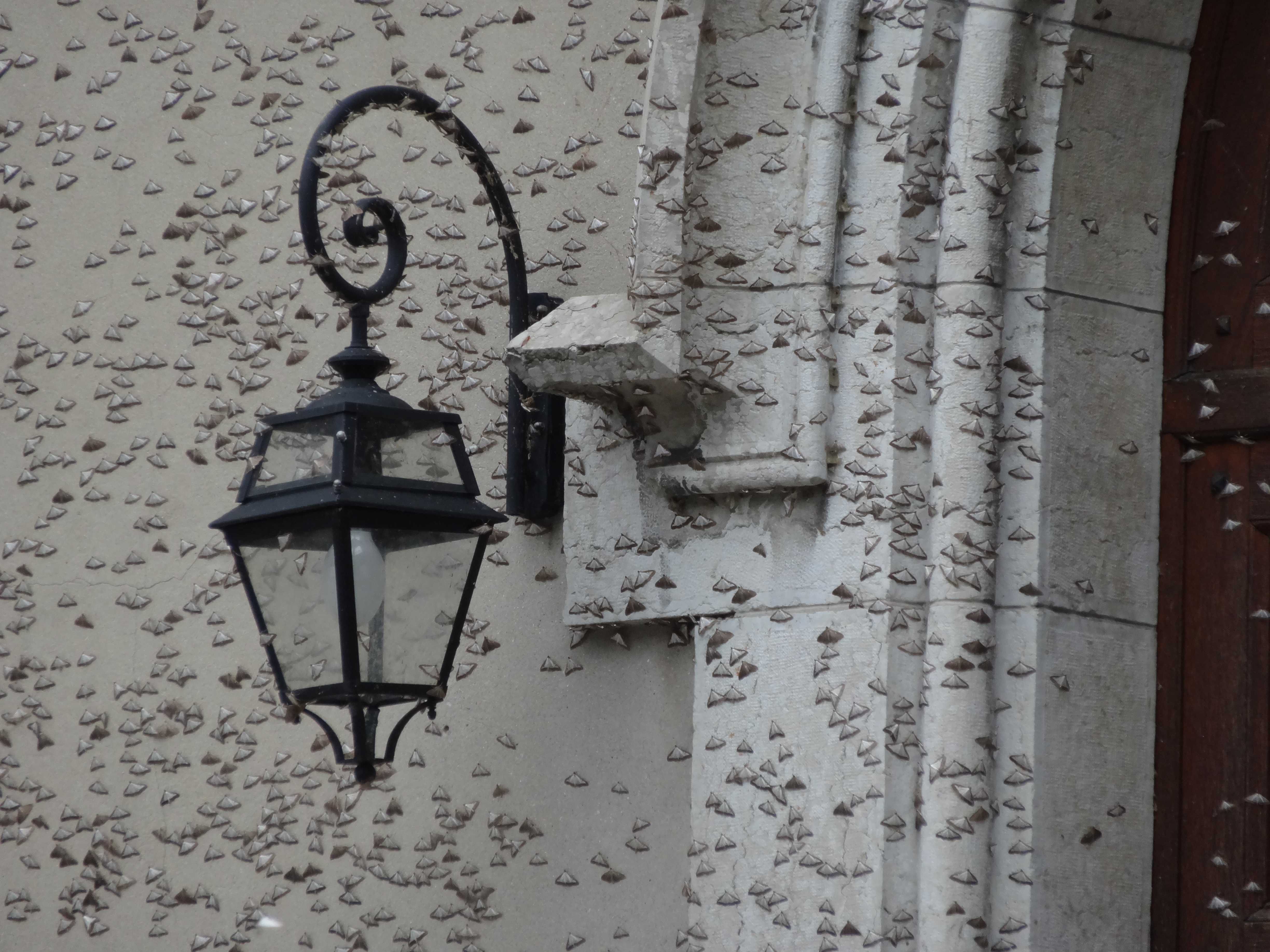 Invasion pyrale 2016 04