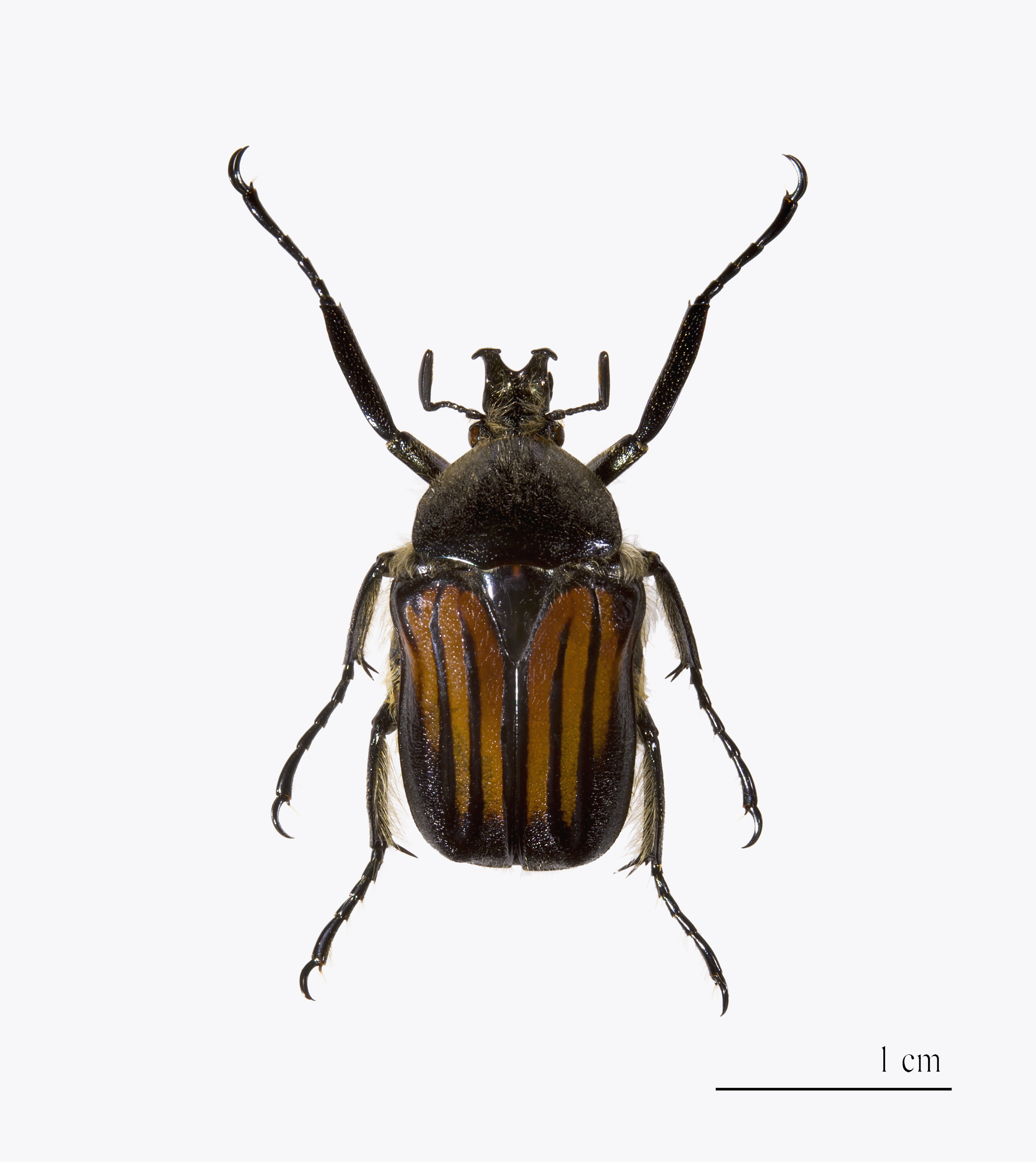 Ischnocelis hoepfneri MHNT.ZOO.2004.0.320