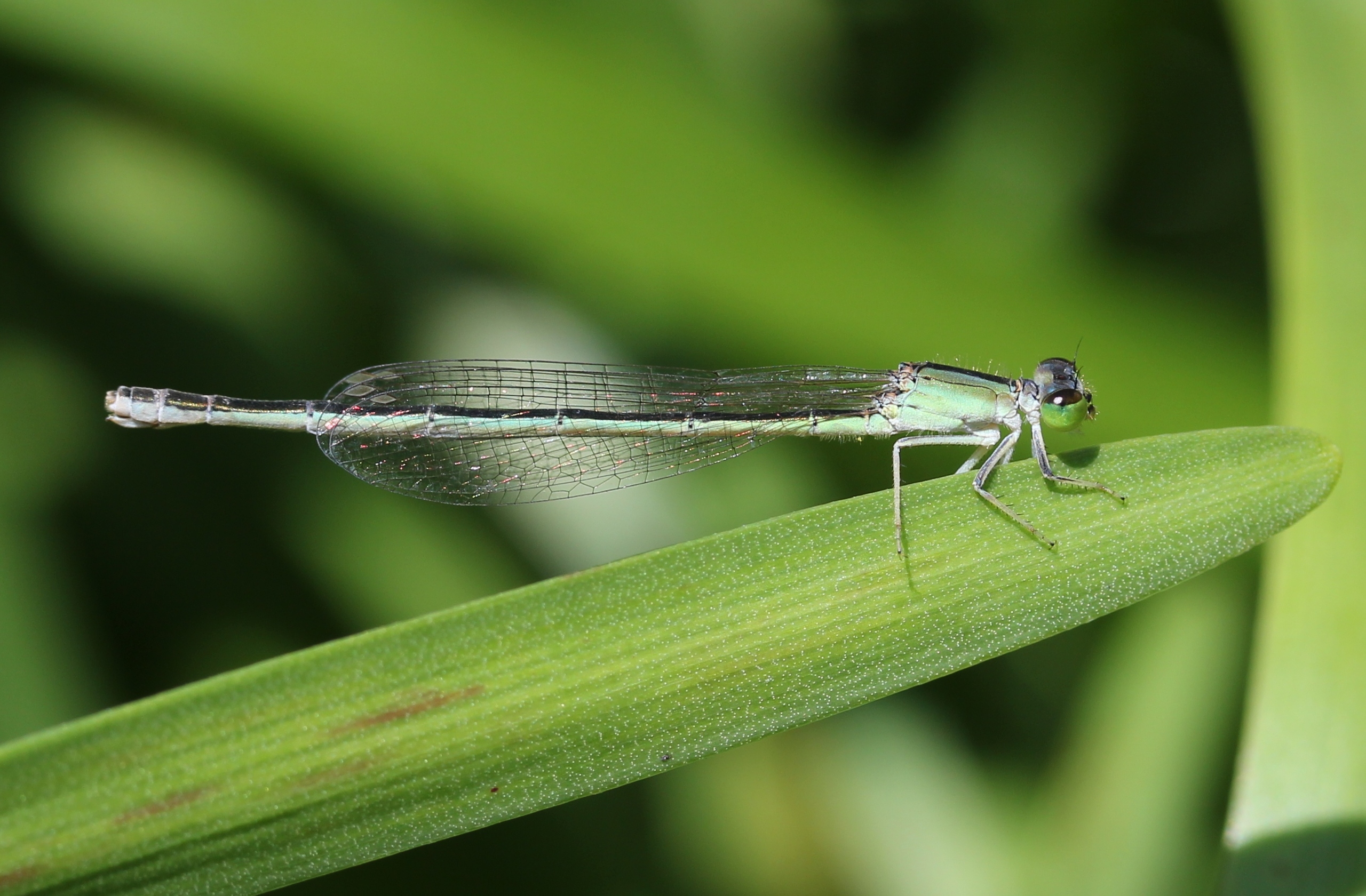 Ischnura asiatica (female s5)
