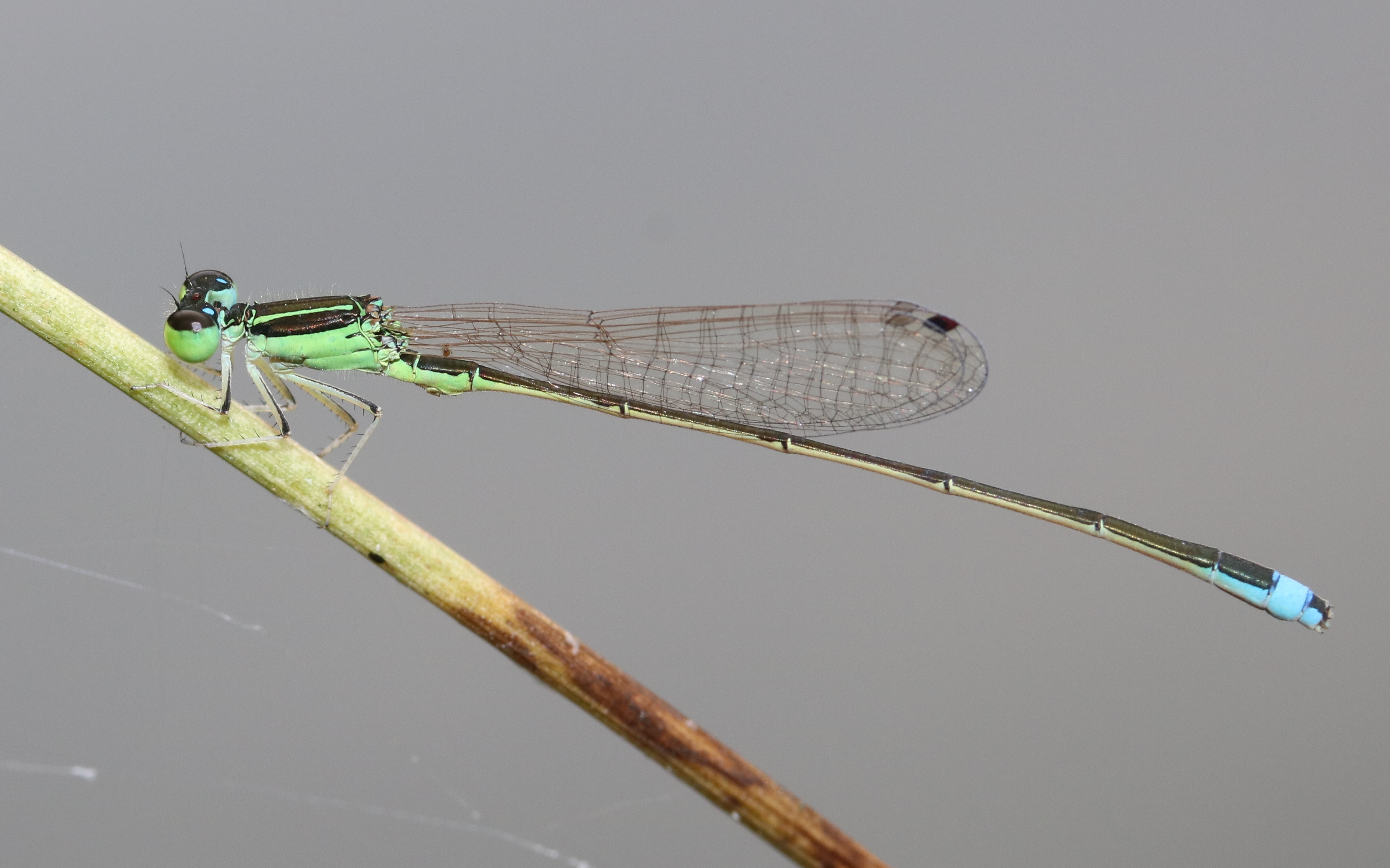 Ischnura asiatica (male s4)