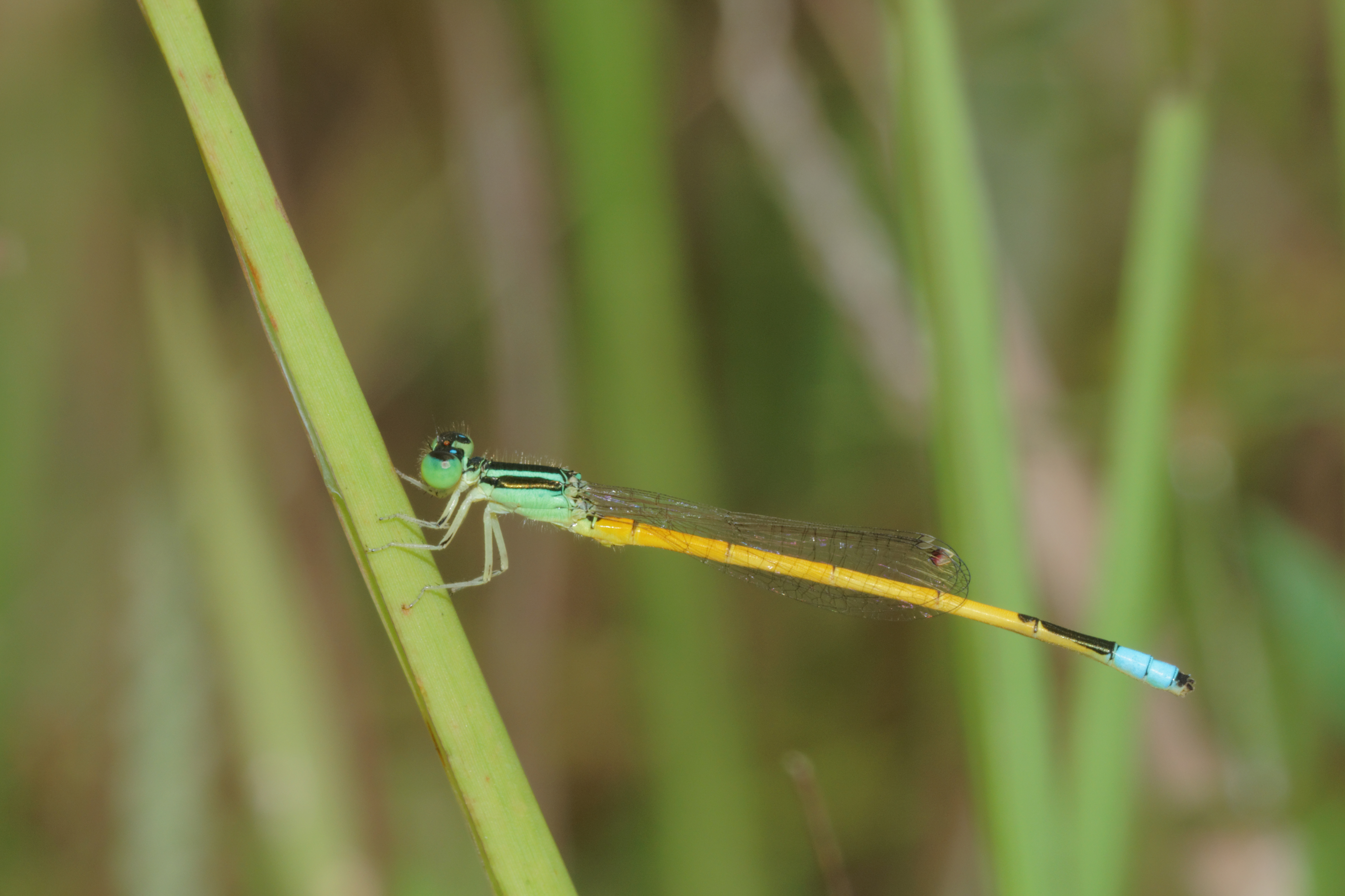 Ischnura aurora-Kadavoor-2016-07-09-001