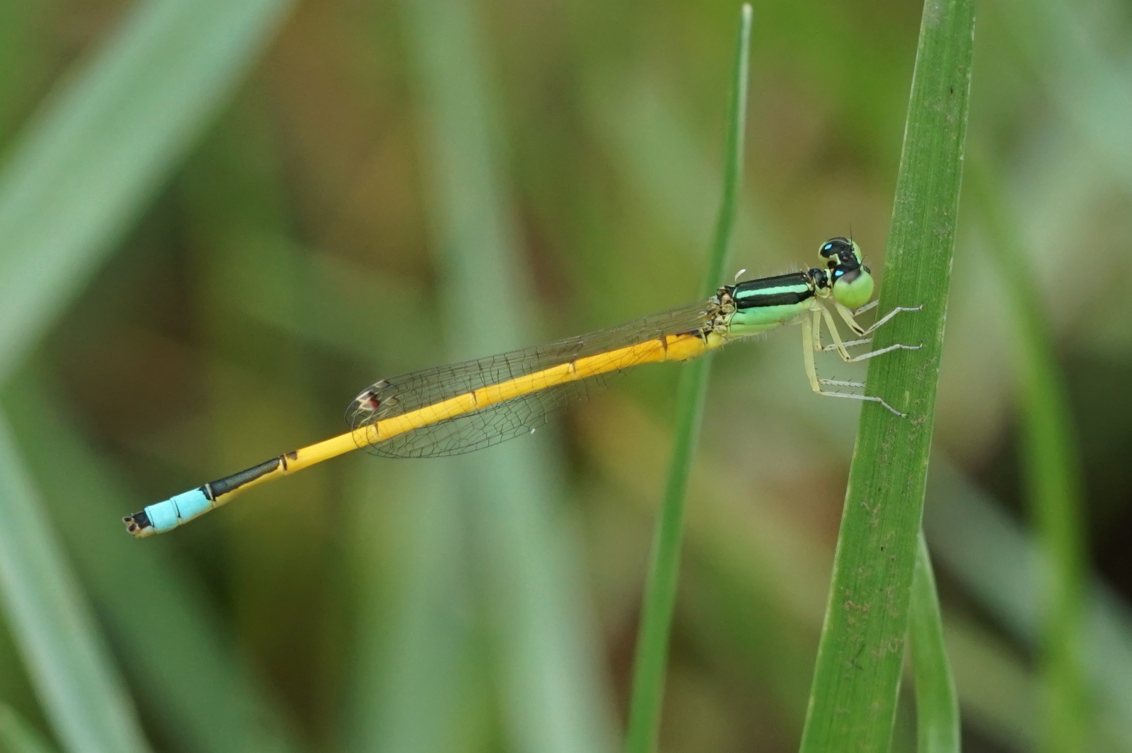 Ischnura aurora 00789
