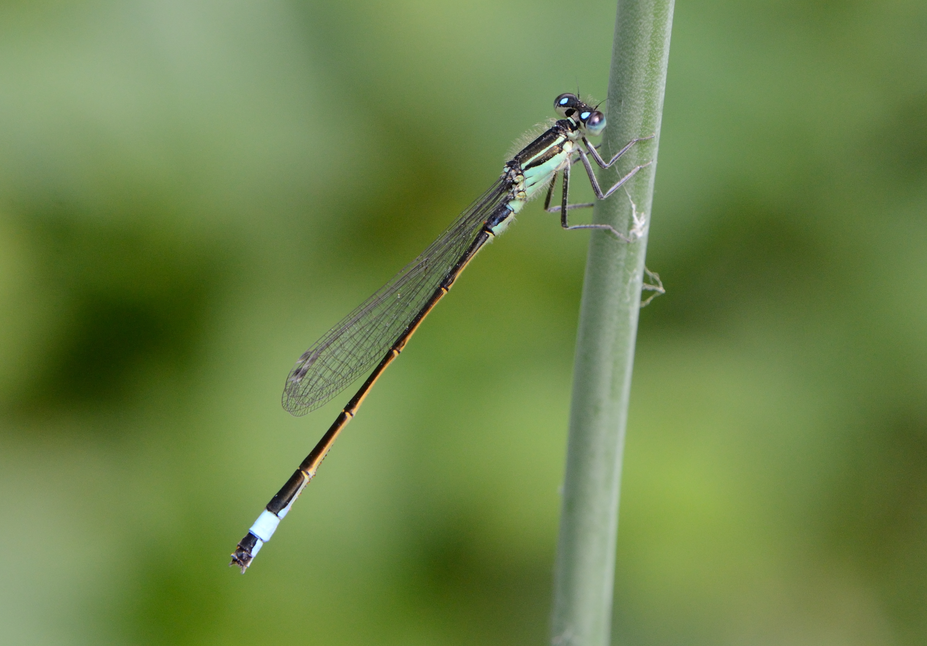 Ischnura elegans011