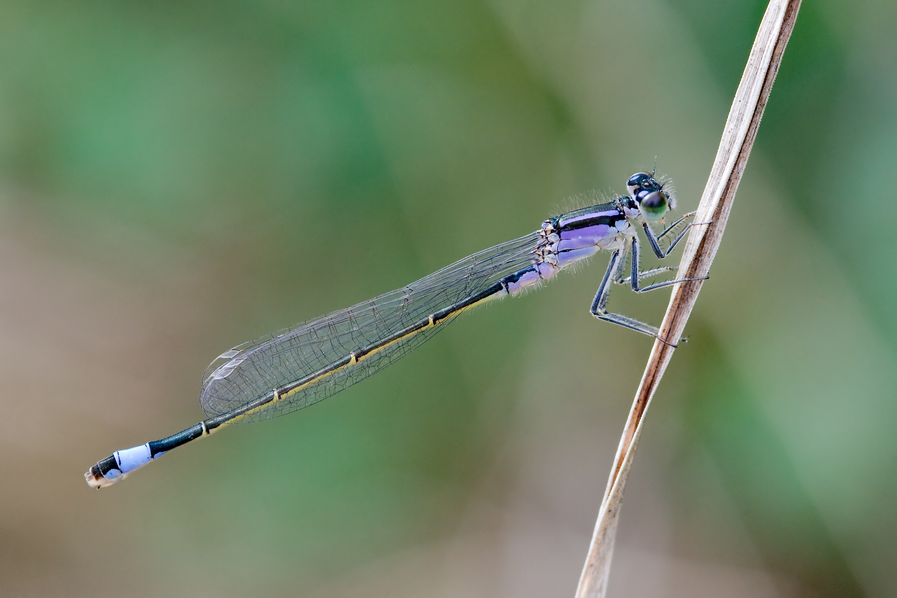 Ischnura elegans 10(loz)